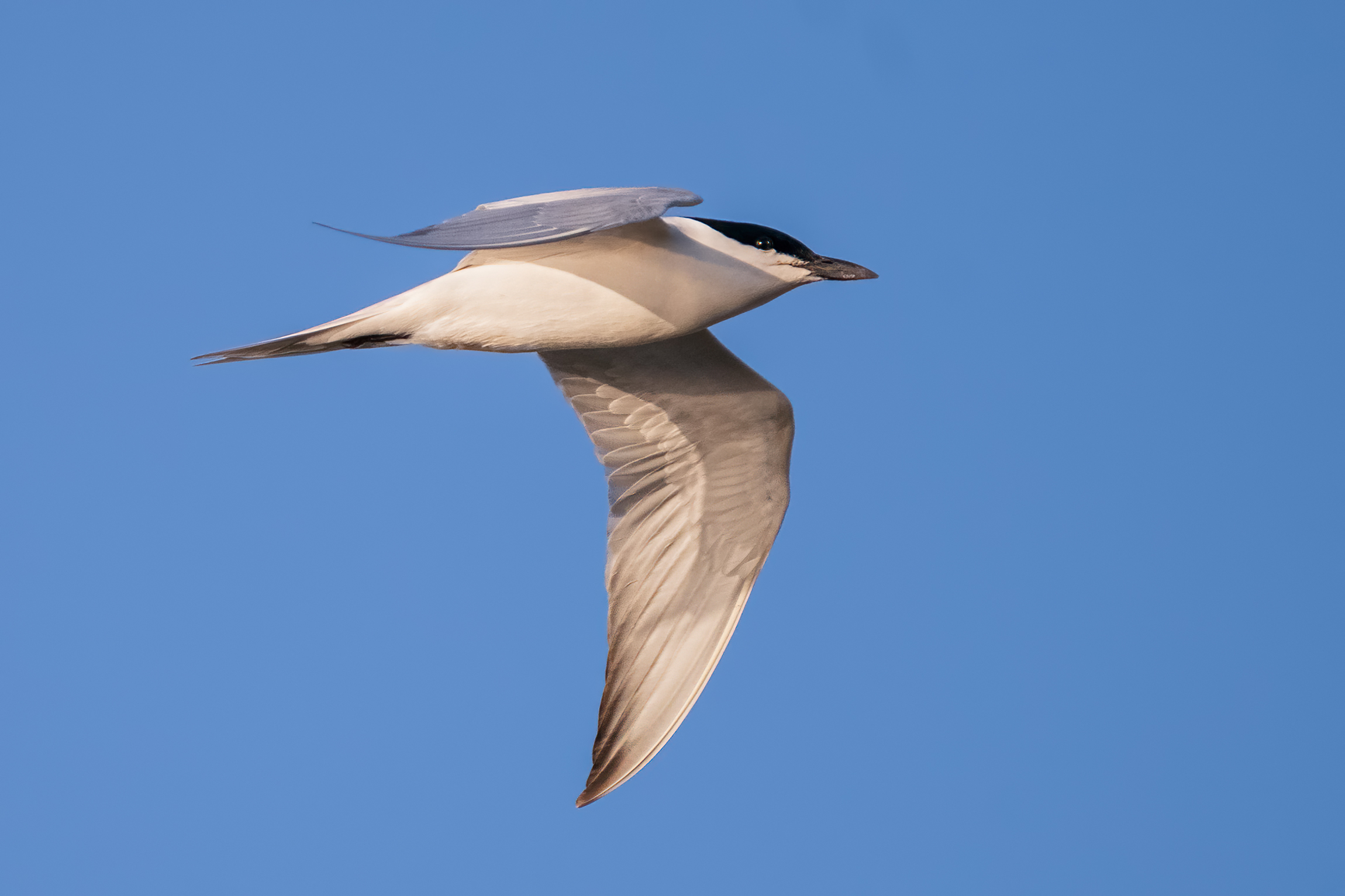 gull-billed tern