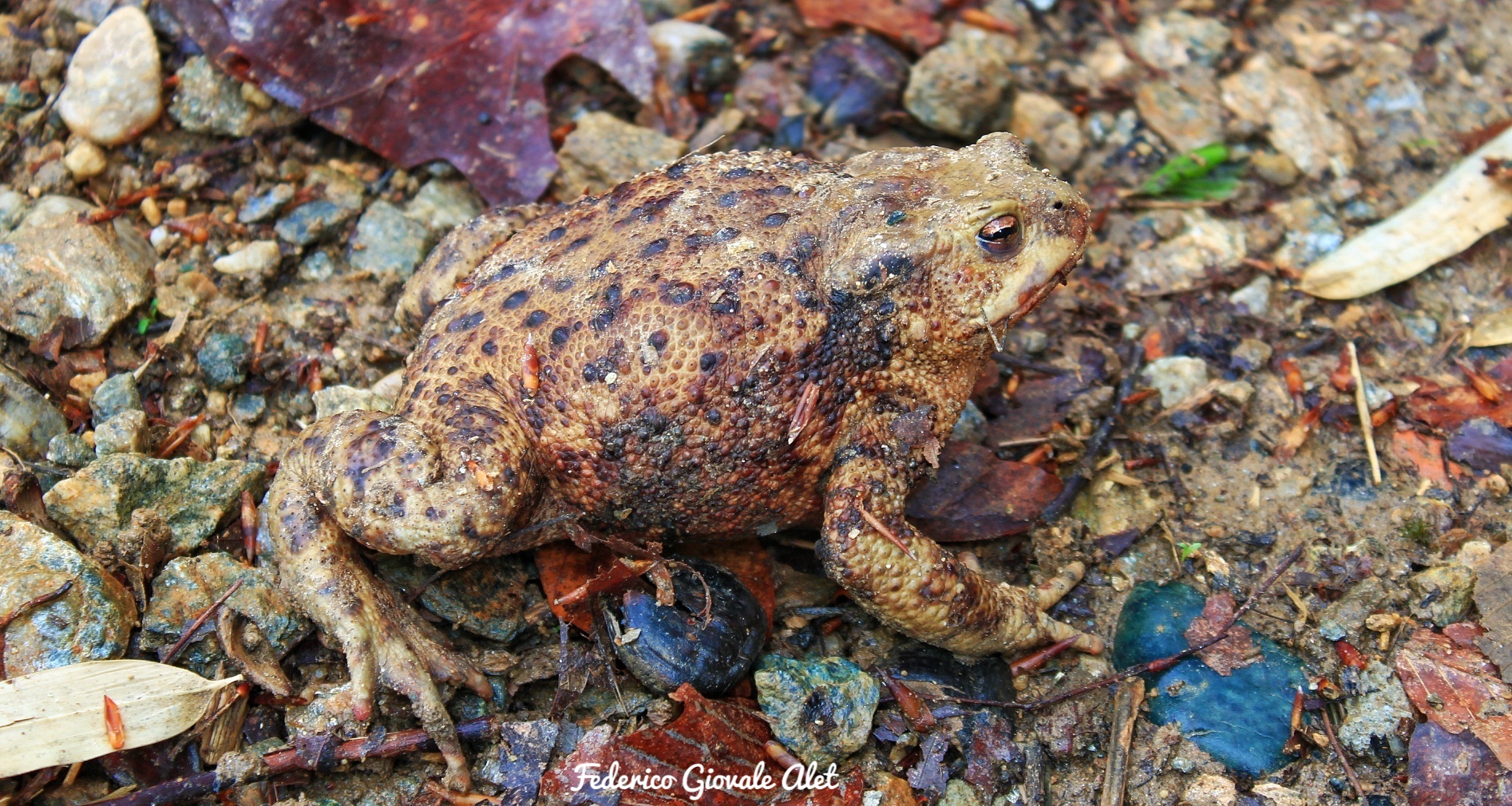 Common toad (Bufo hole)