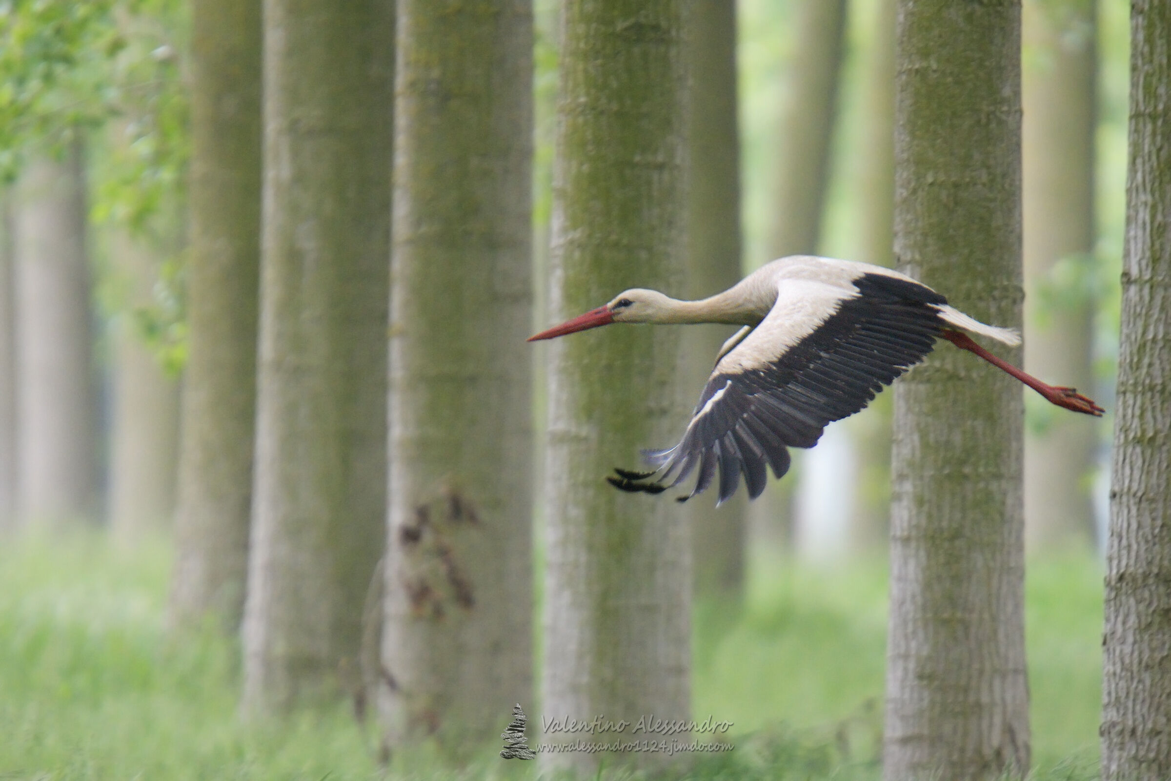 in volo tra i pioppi