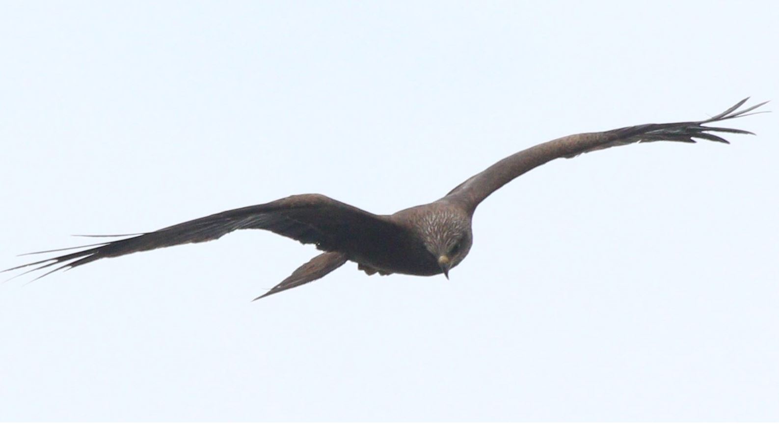 black kite