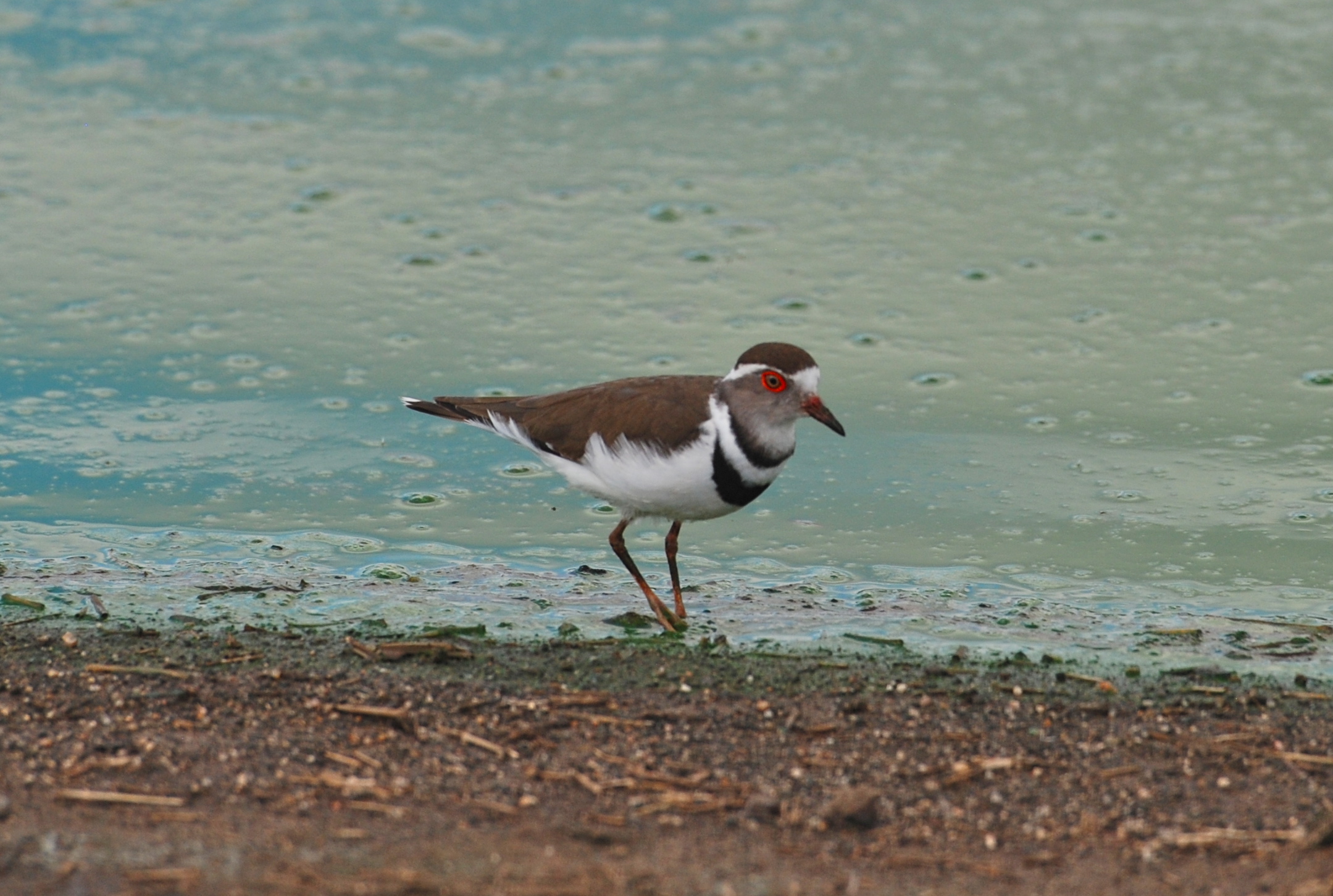 Threebander Plover/ Charadrius tricollaris