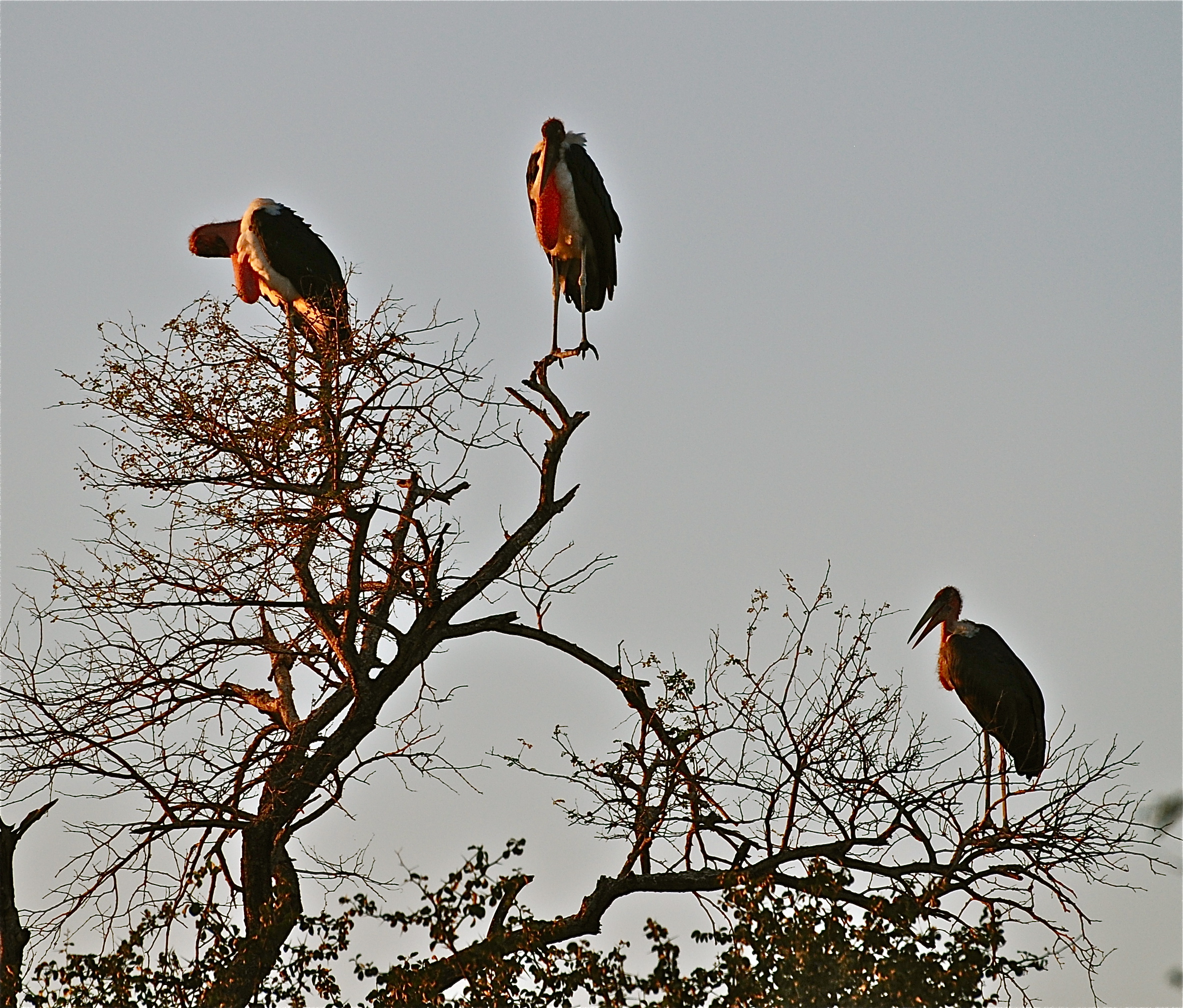 Marabù africano -Marabou Stork / Leptoptilos crumenif...