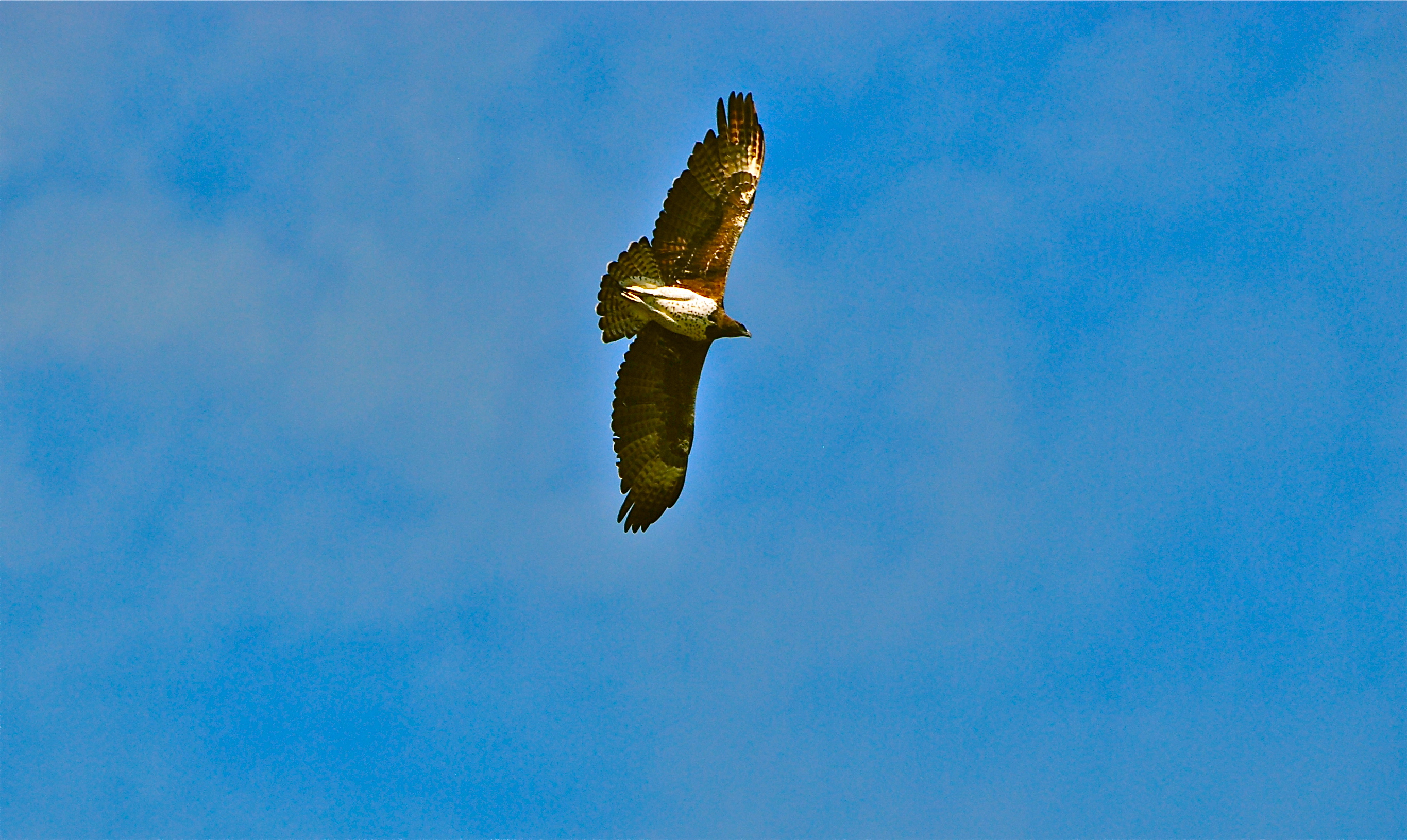 Aquila Marziale -Martial Eagle /  Polemaetus bellicosus