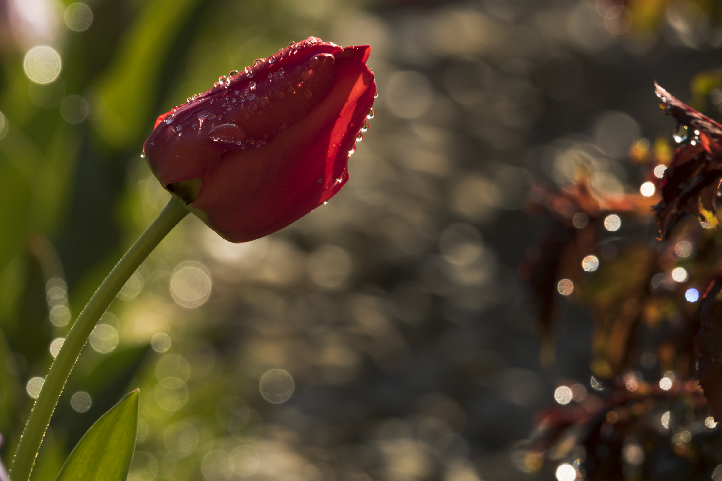 tulipano dopo la brina