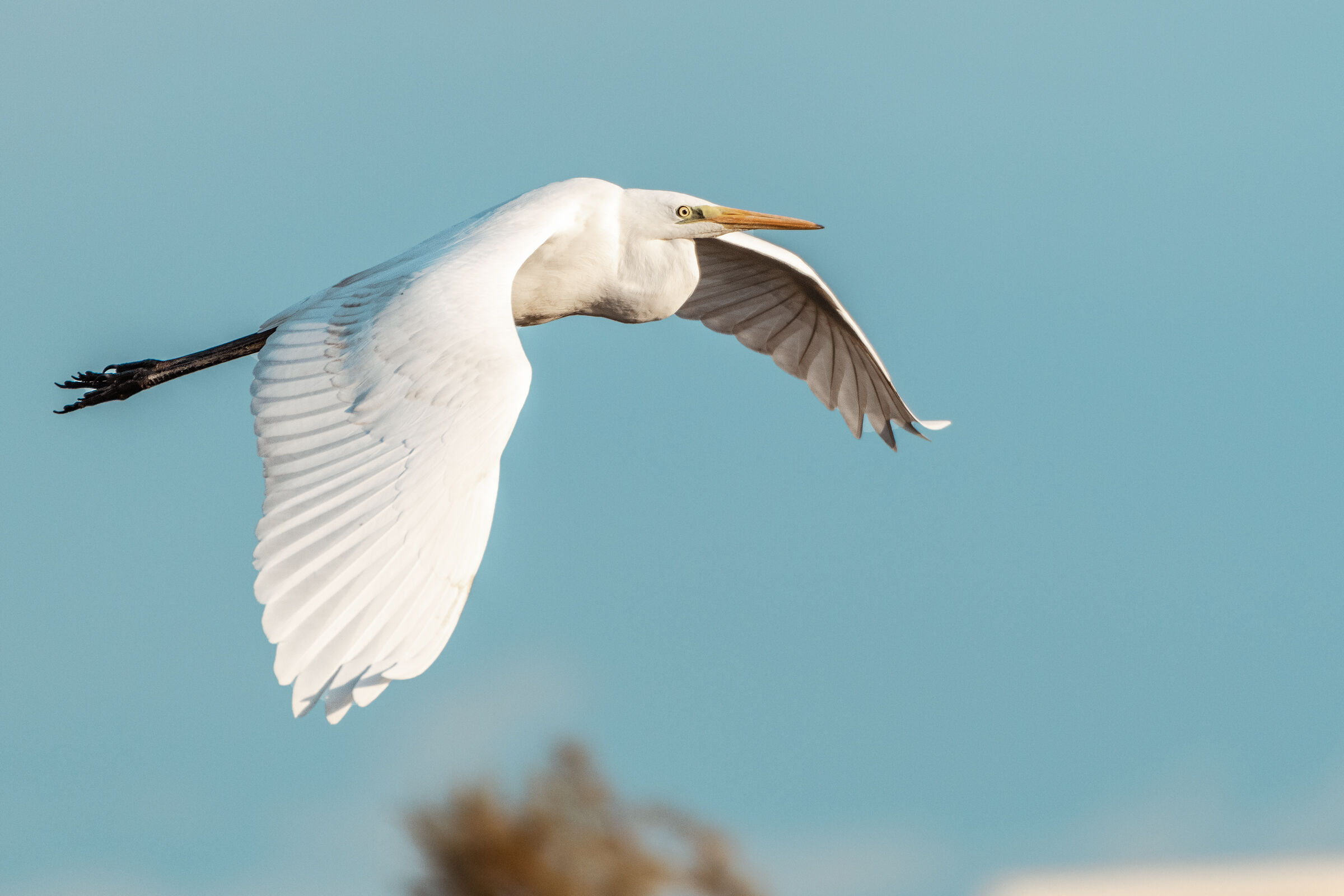 Airone bianco maggiore