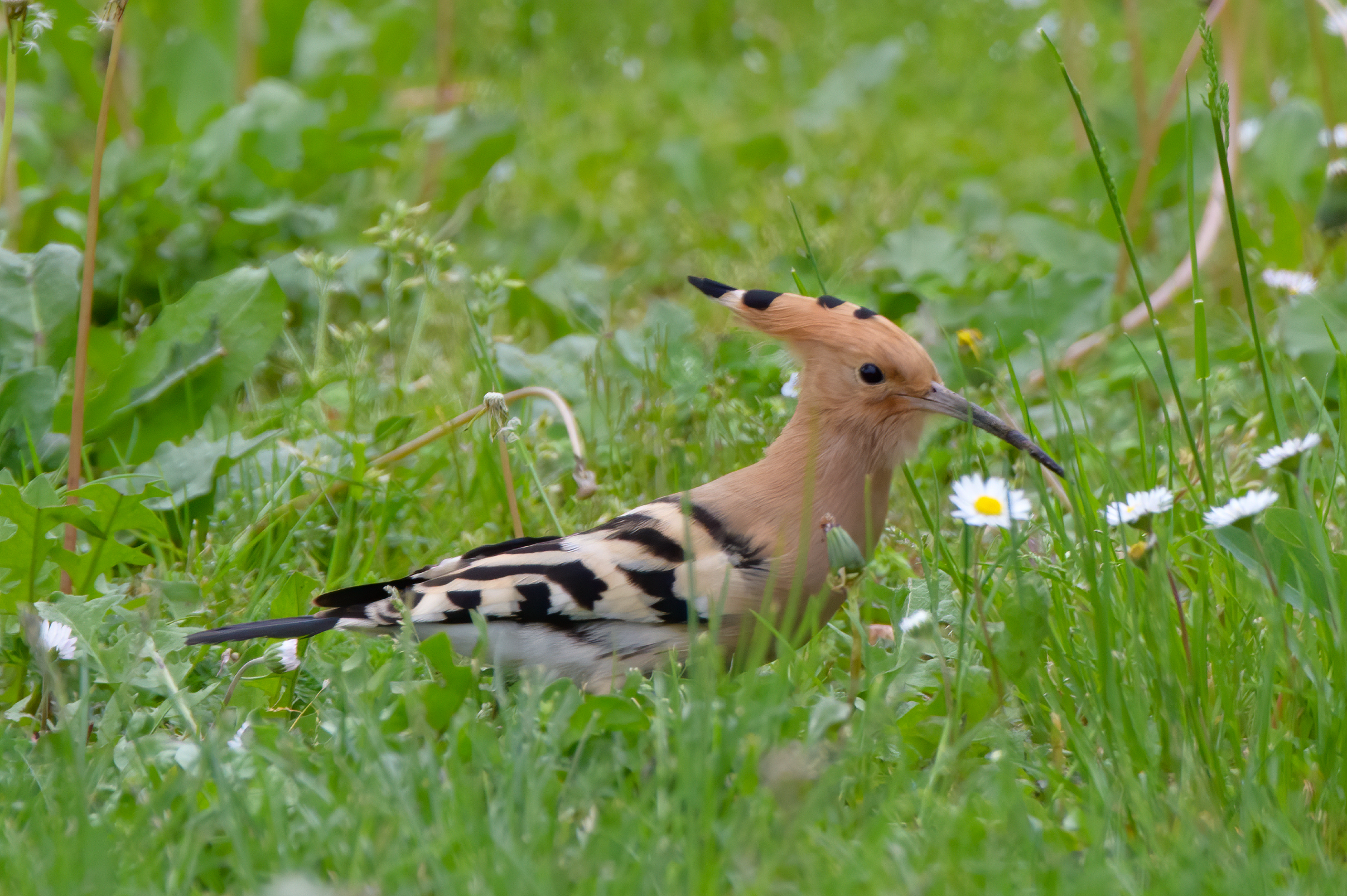 hoopoe