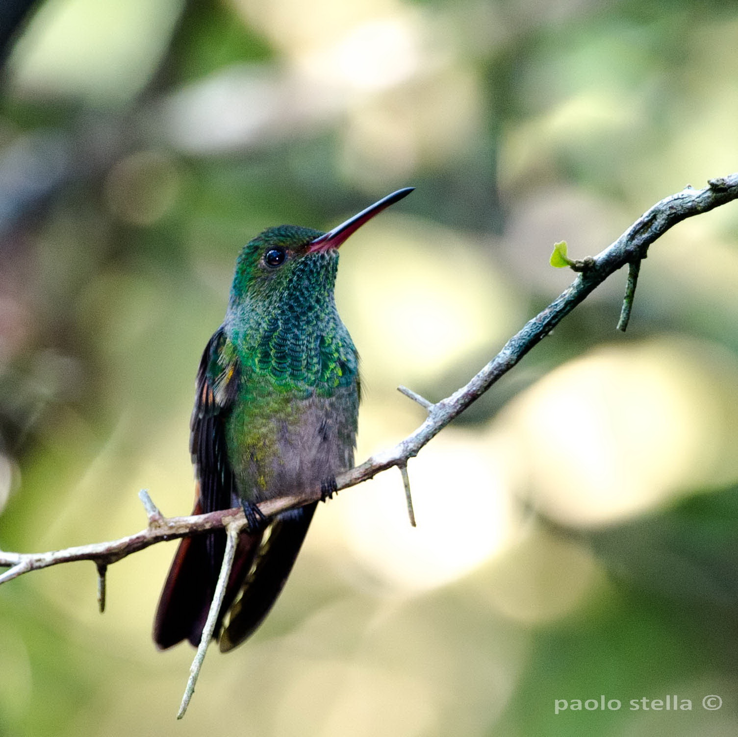 Stripe-tailed Hummingbird