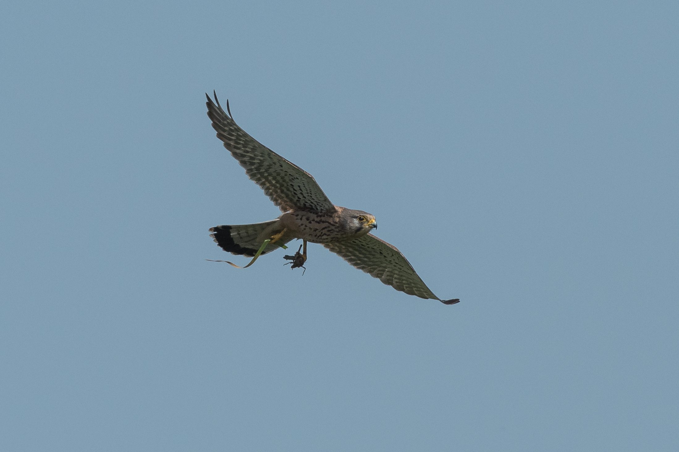kestrel