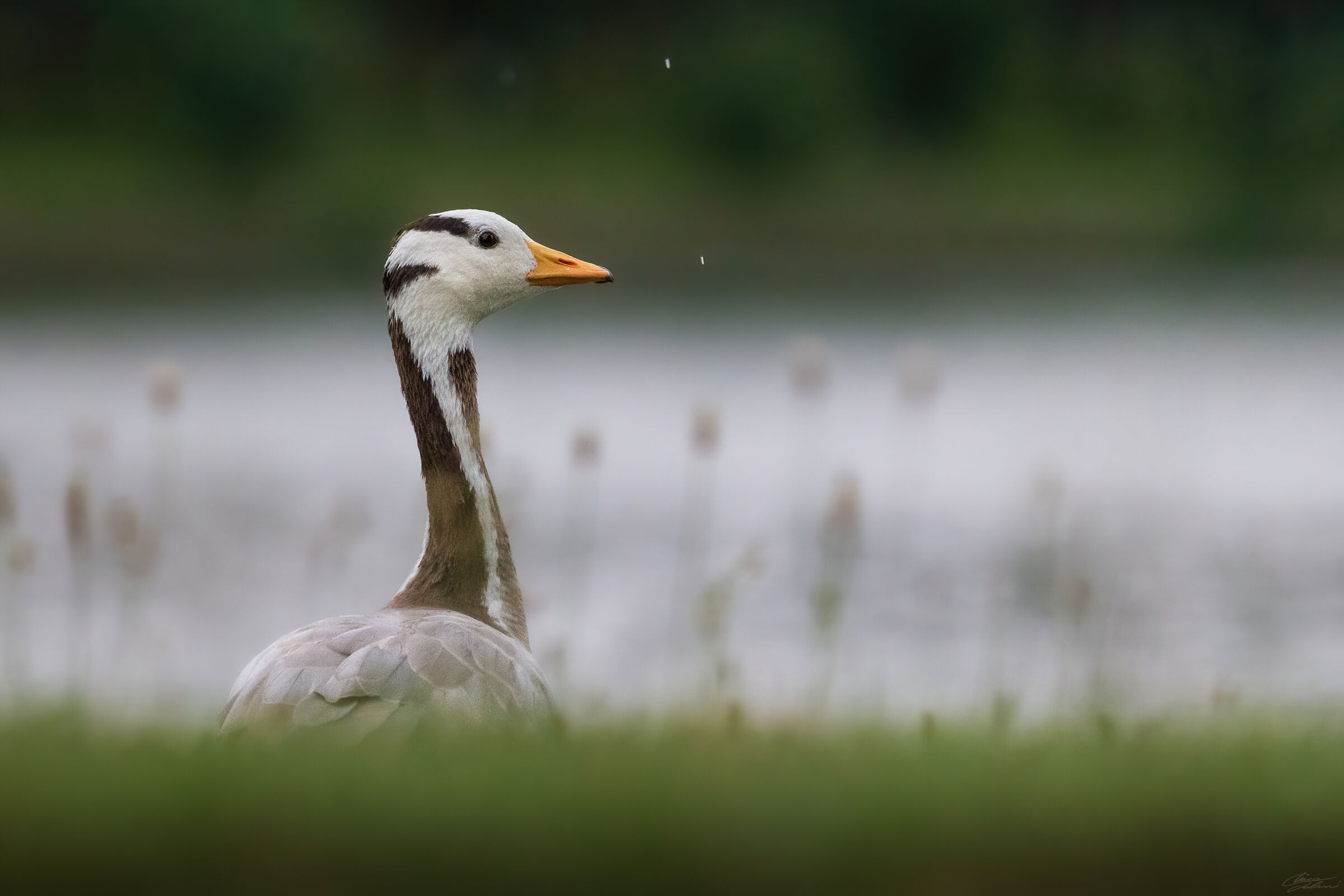 Oca Indiana (Anser indicus)