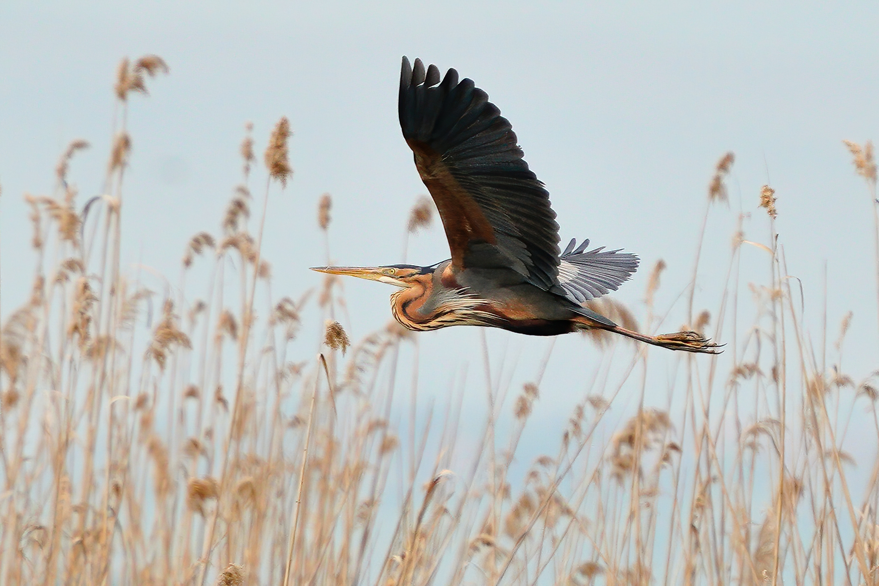 Airone rosso (Ardea purpurea)