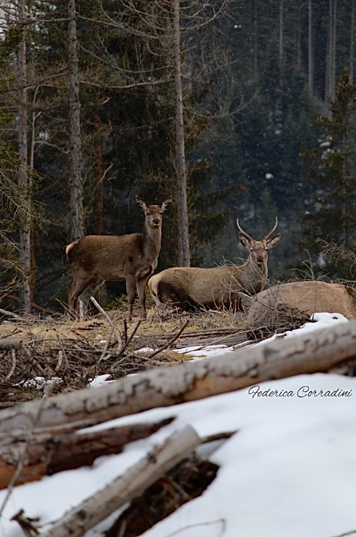 Giovane maschio di cervo e femmina
