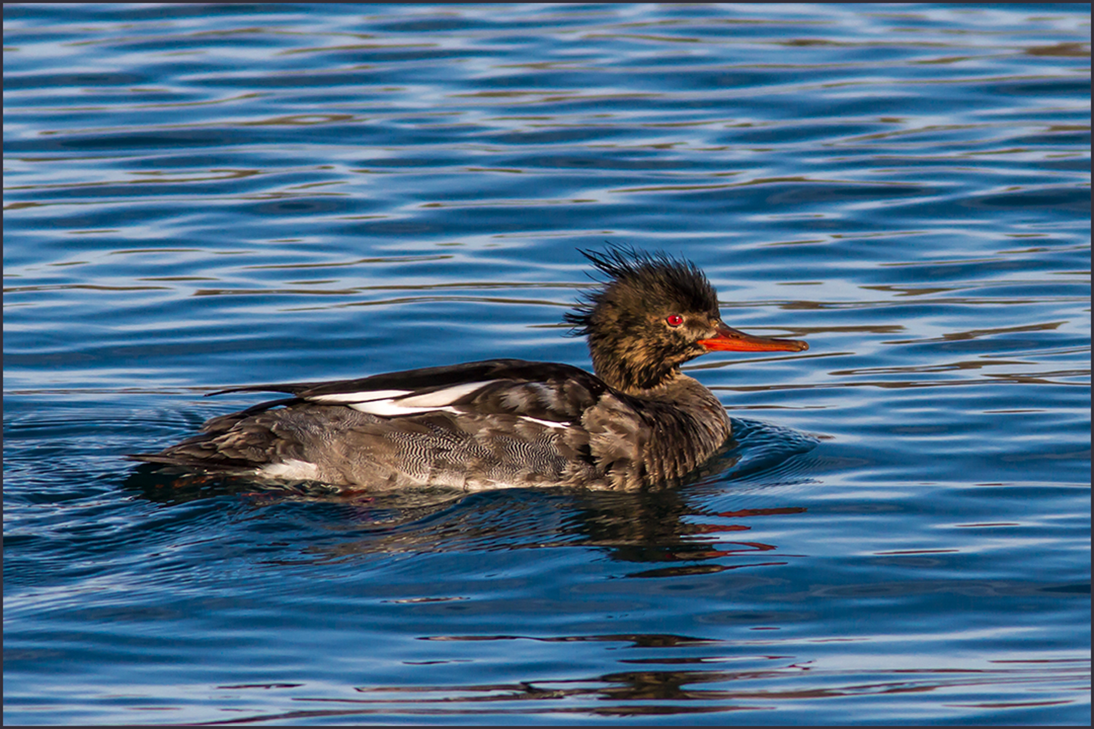 Common Merganser