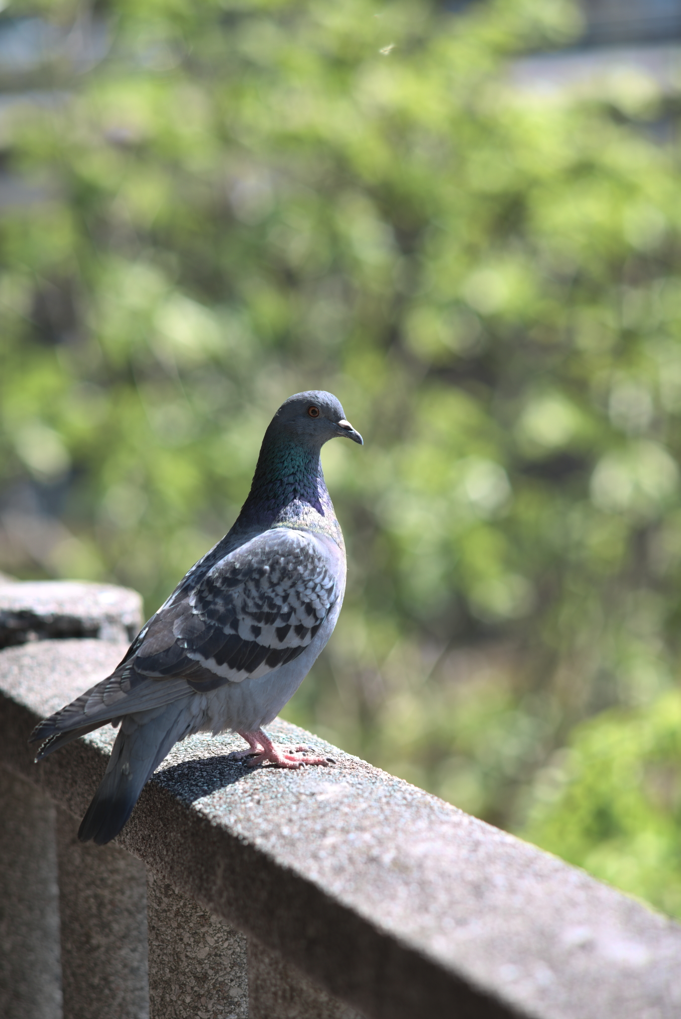 pigeon