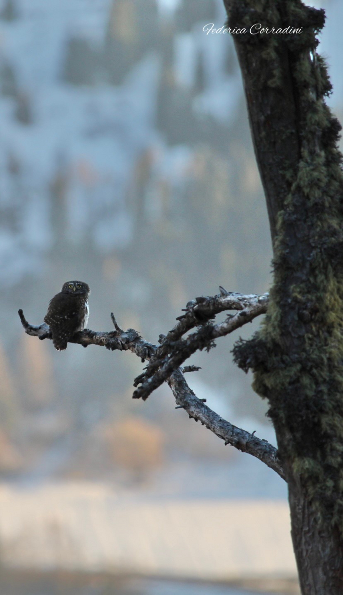La civetta nana appollaiata