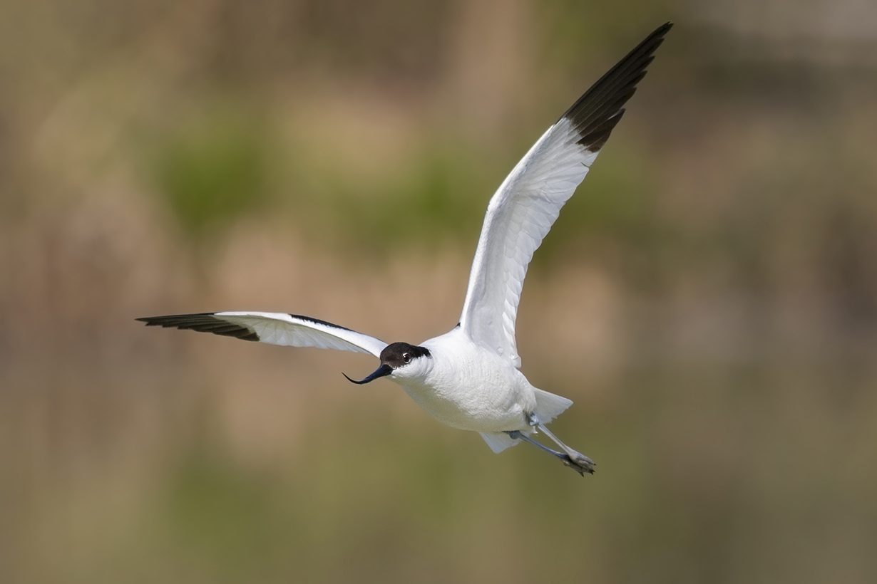 avocet