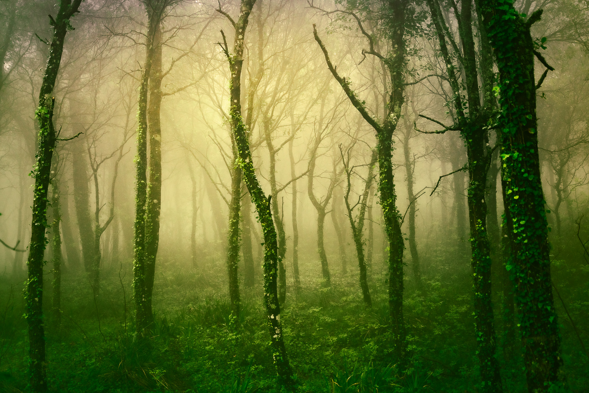 Magic wood