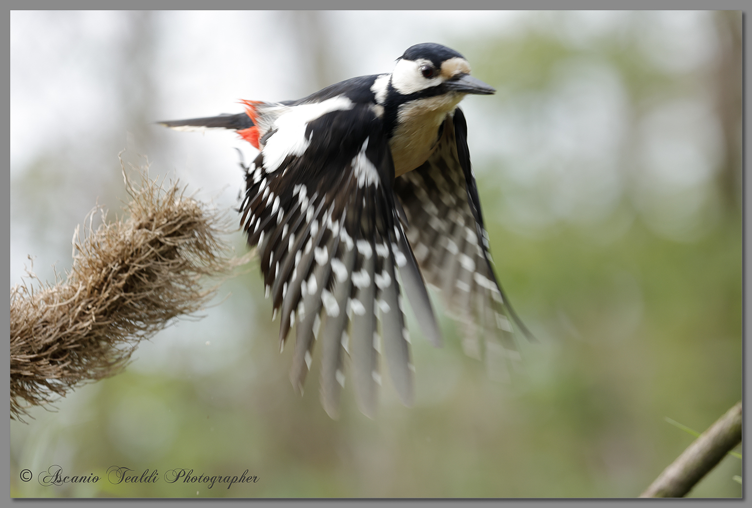Female red woodpecker in flight