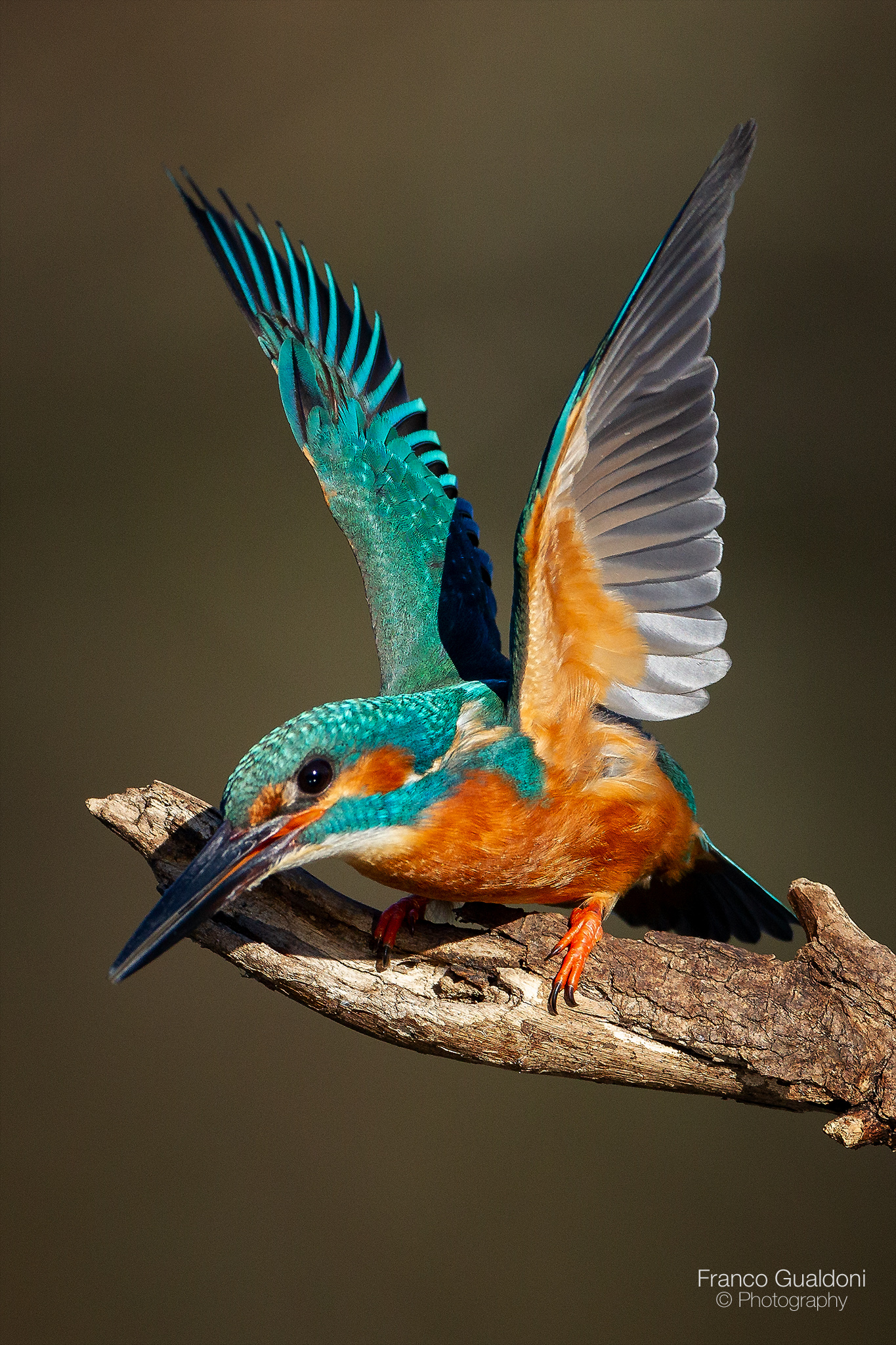 Martin pescatore incavolato...