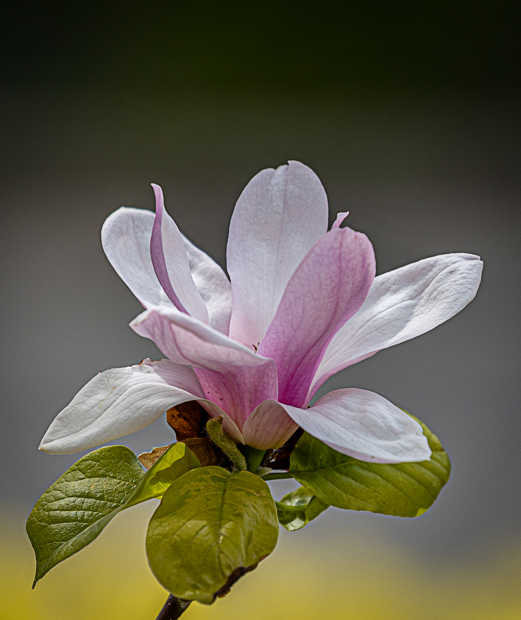 Flower from the Magnolia Tree.