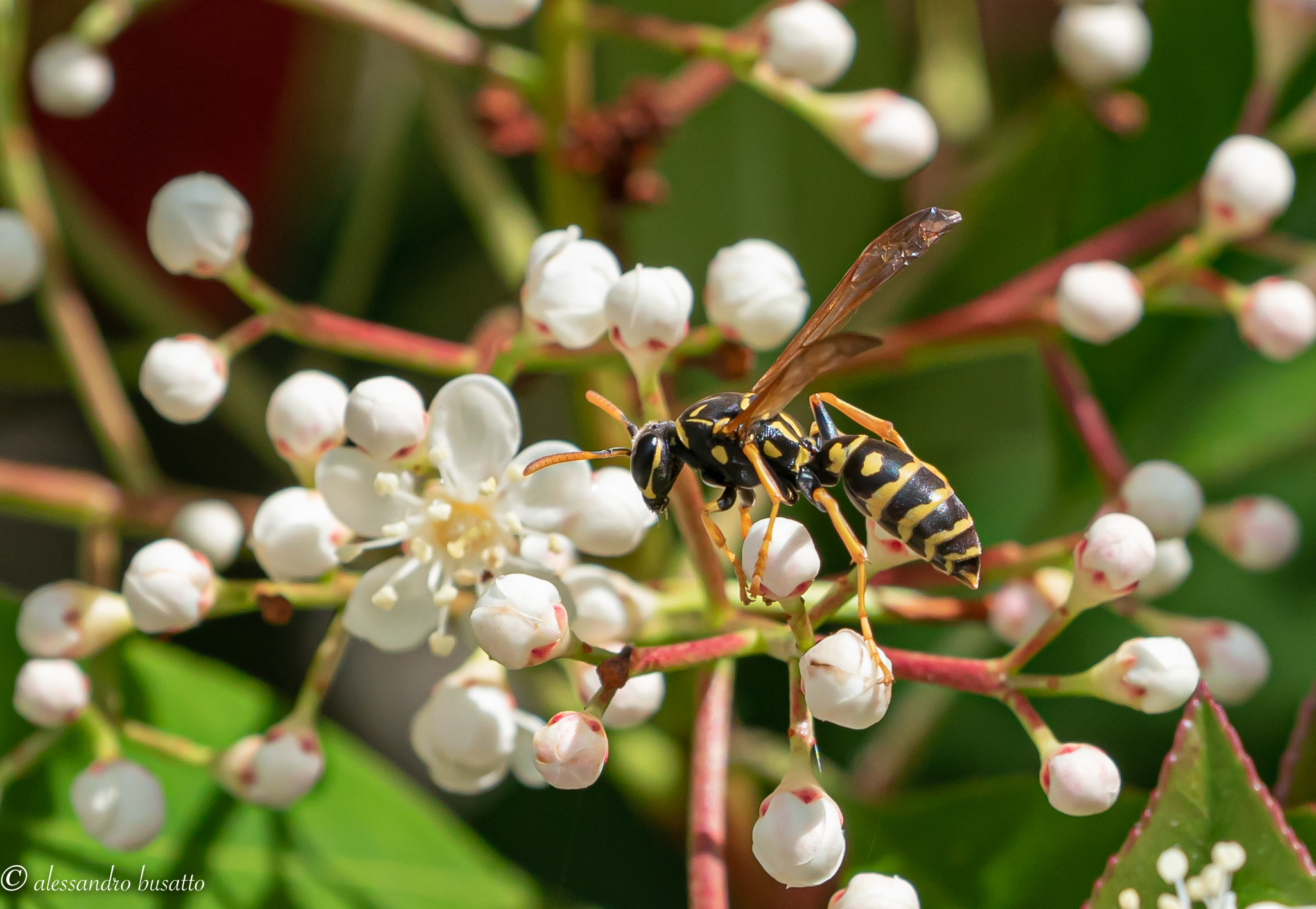 La mia simpatica nemica
