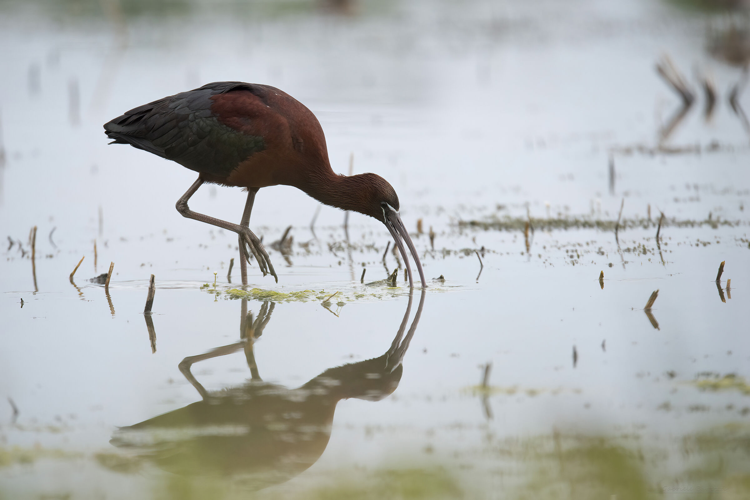 glossy ibis