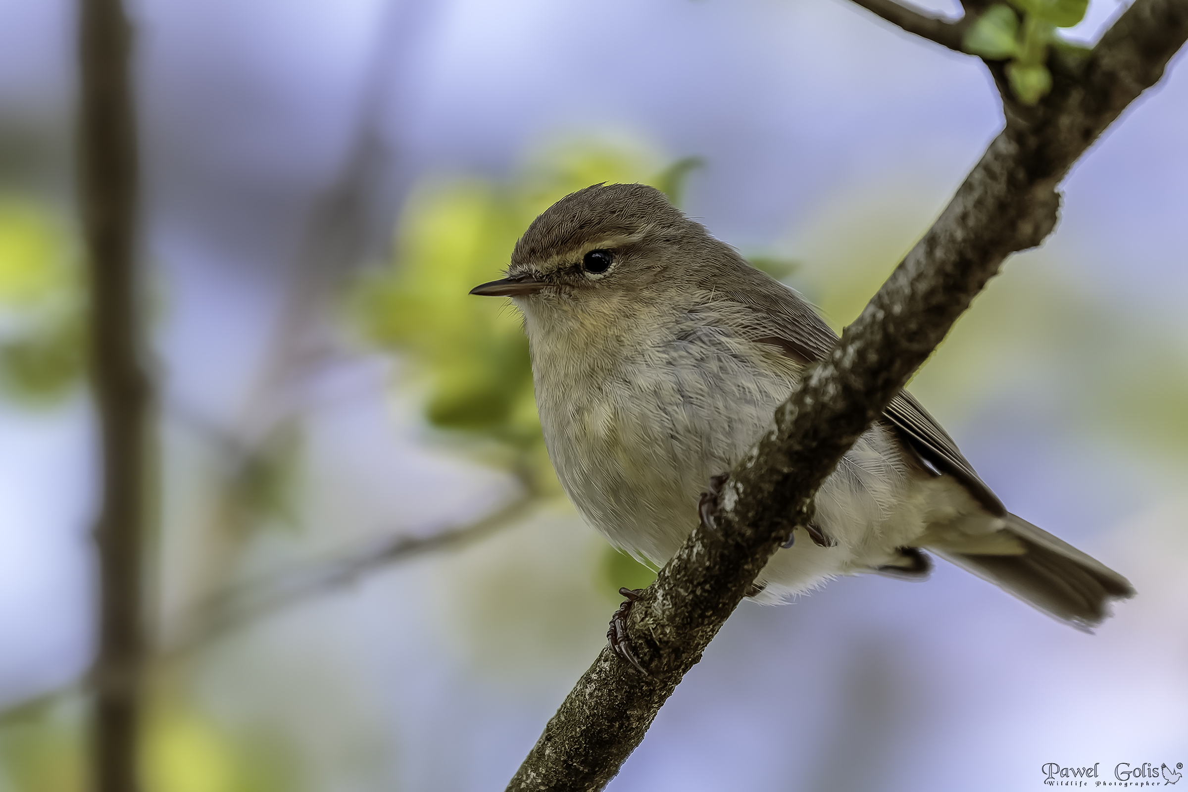 Willow warbler (Phylloscopus trochilus)
