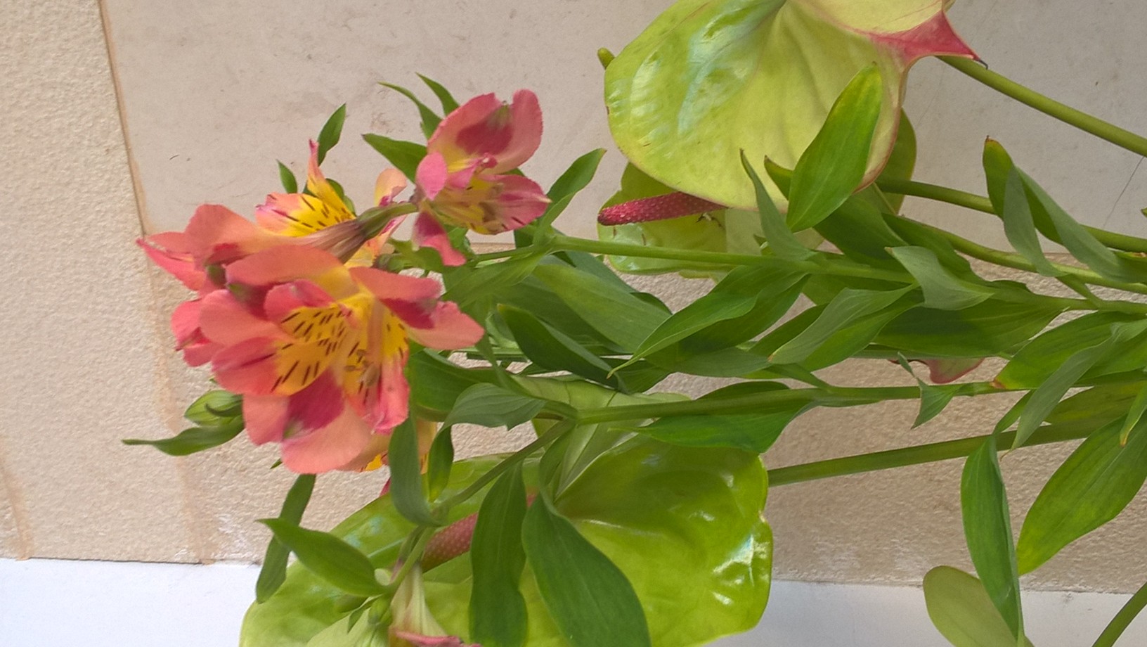 Anturium e ancora orchidea italiana