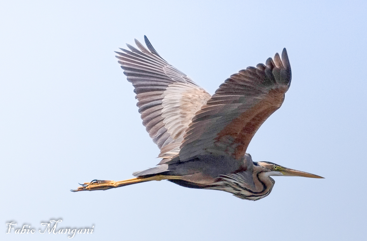 Red Heron in flight lake of chiusi -Siena -