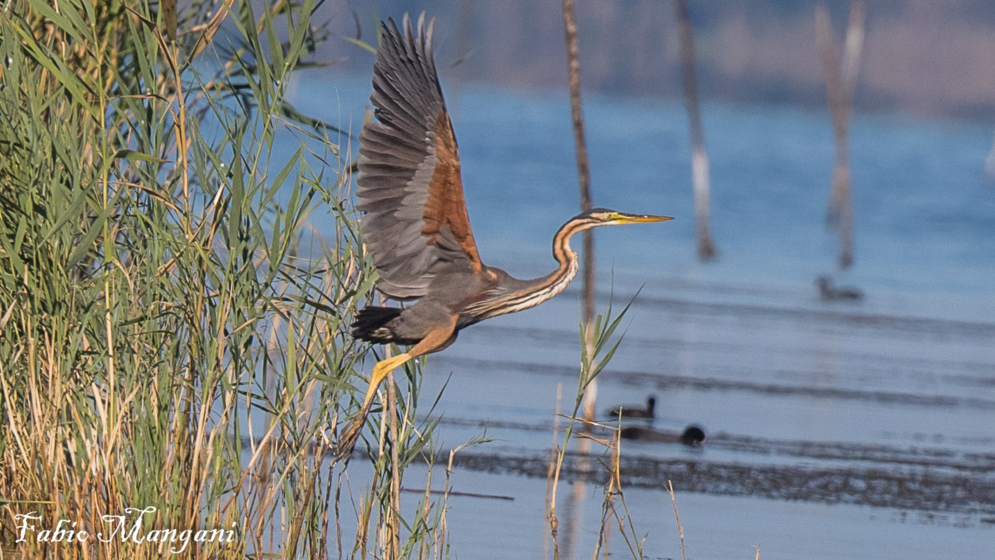 purple heron