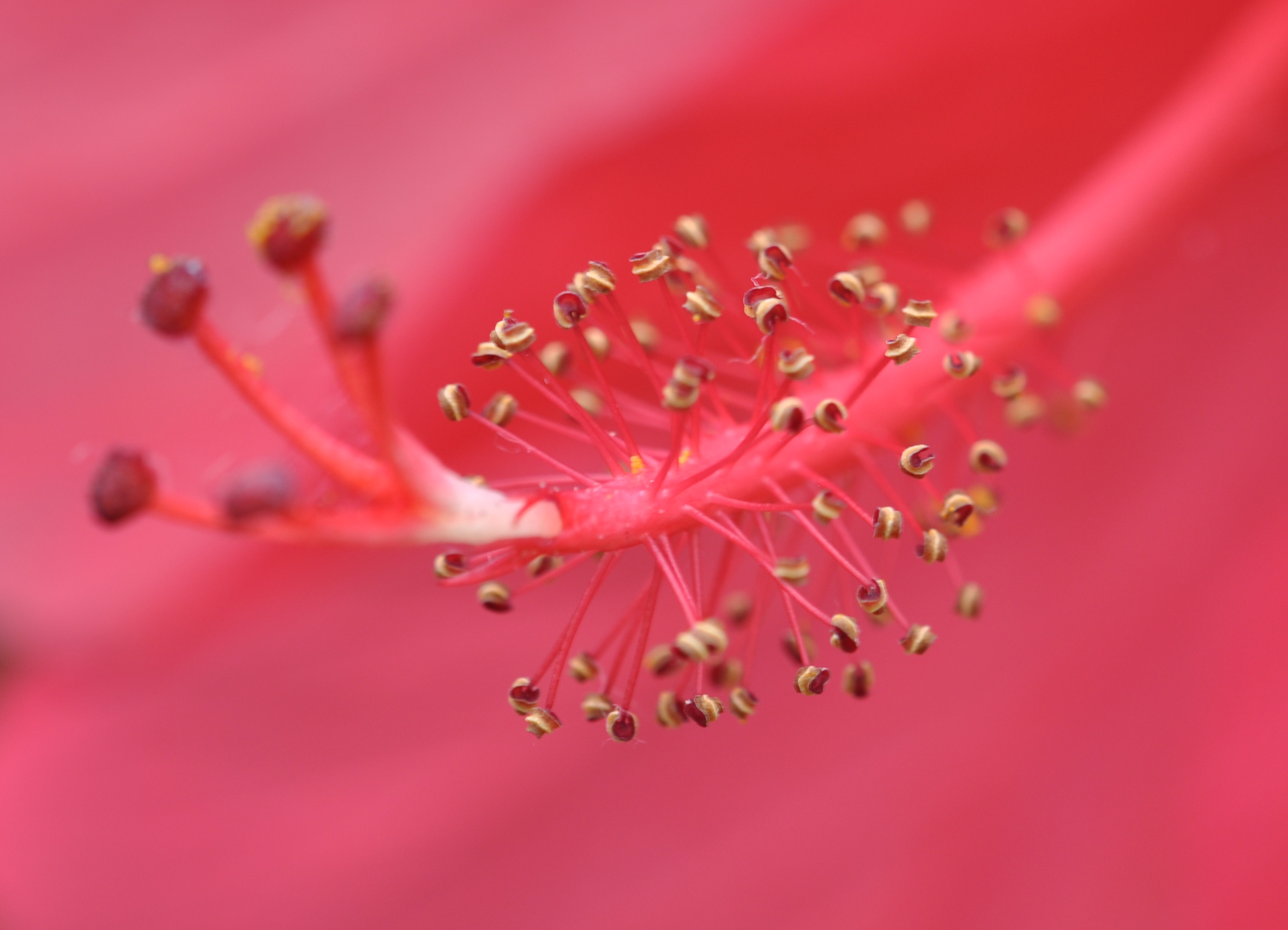 Pistil of an exotic flower