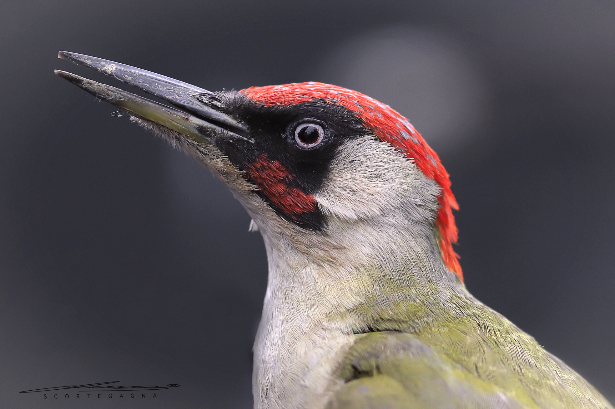 Picchio Verde