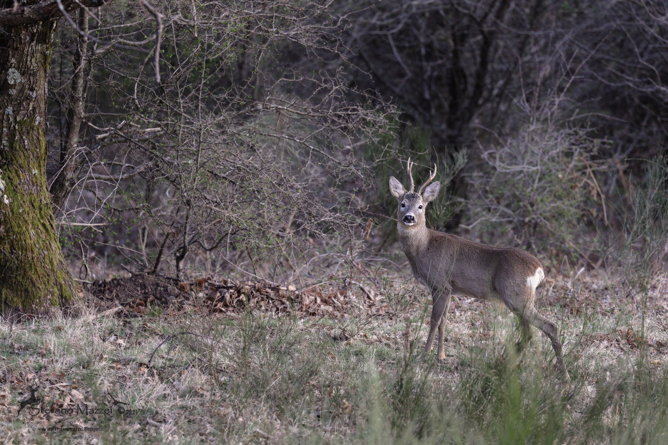Apennine roe deer in its favorite habitat