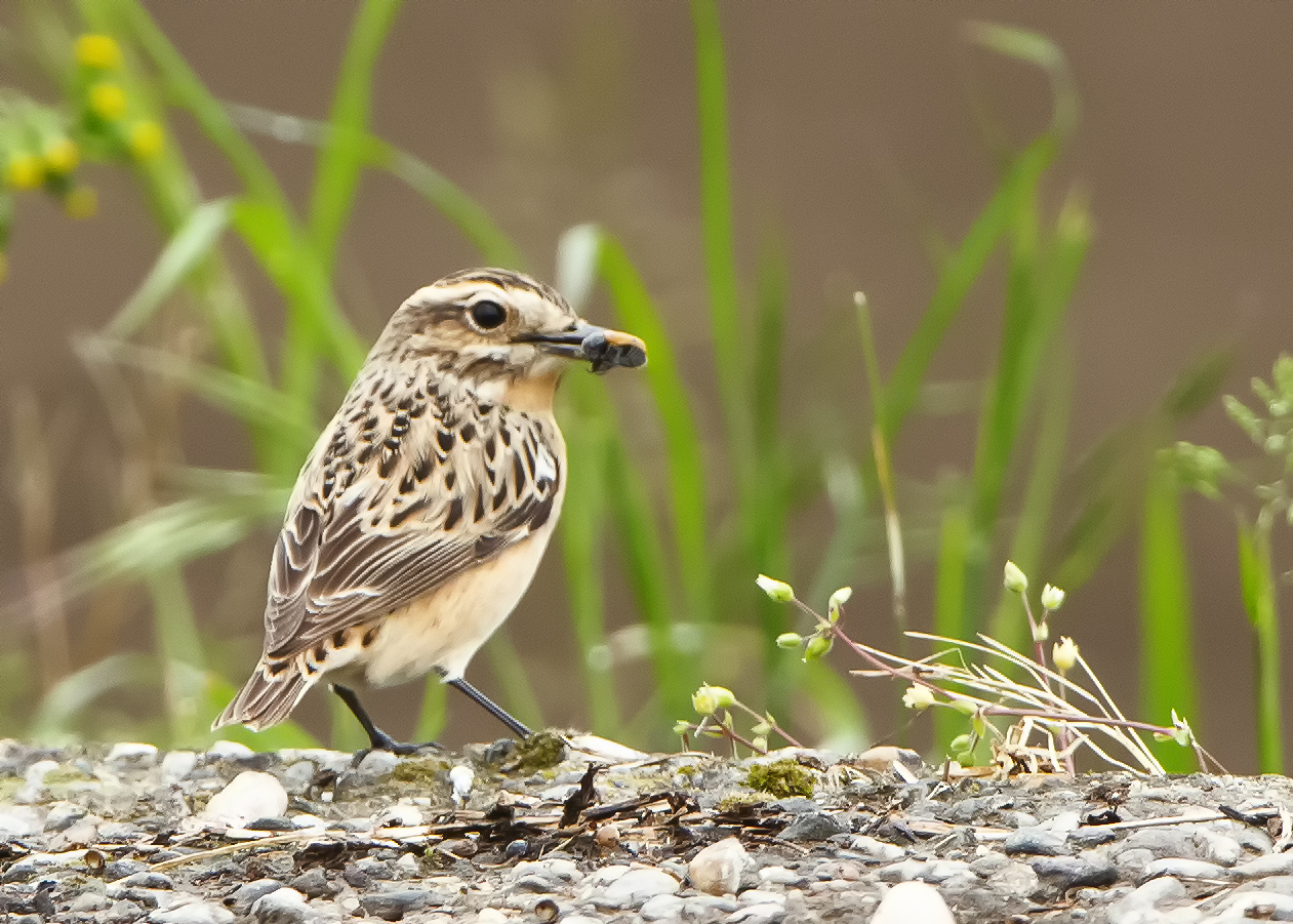 stiaccino femmina con preda