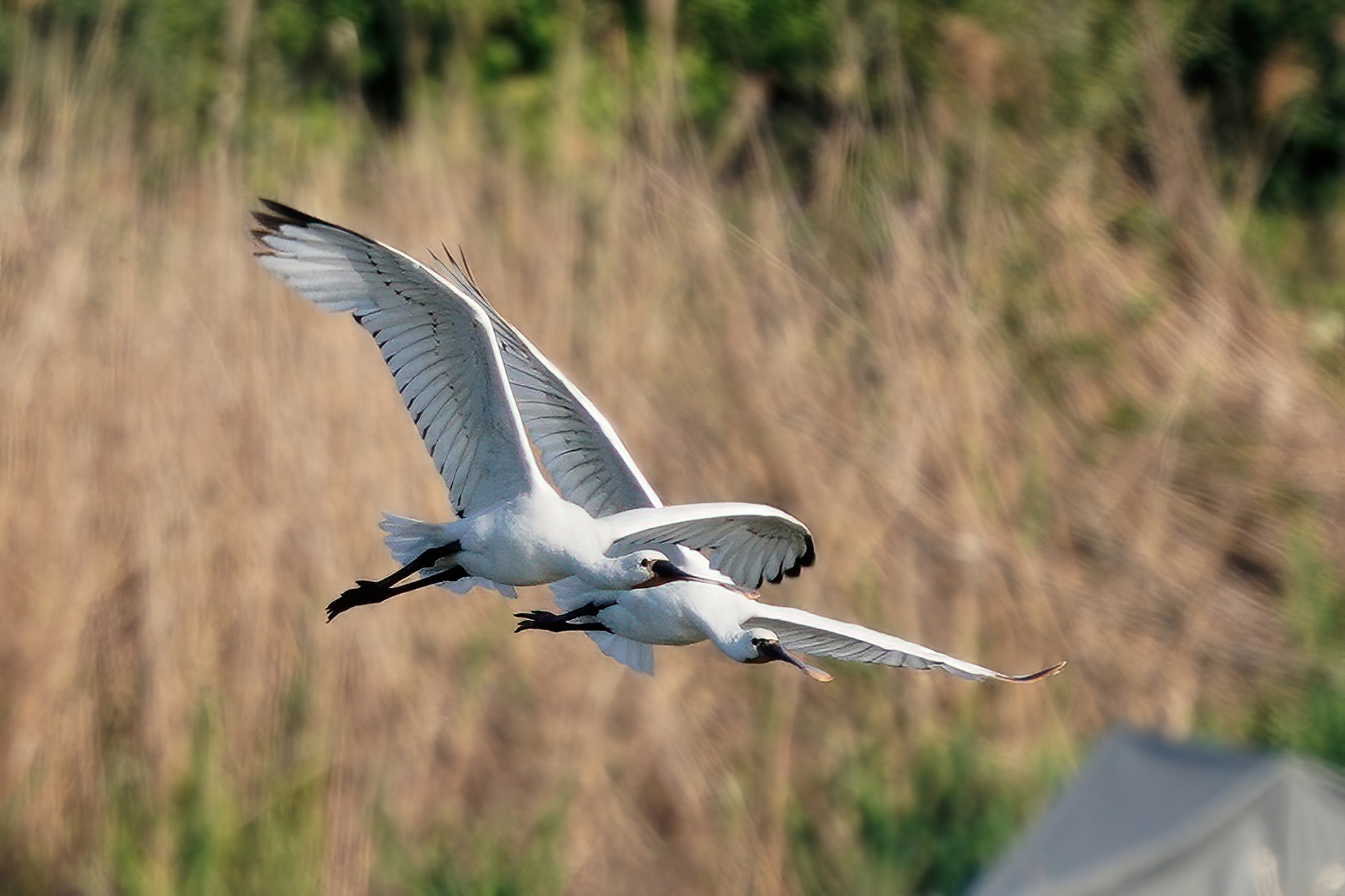 spatole bianche (platalea leucorodia)