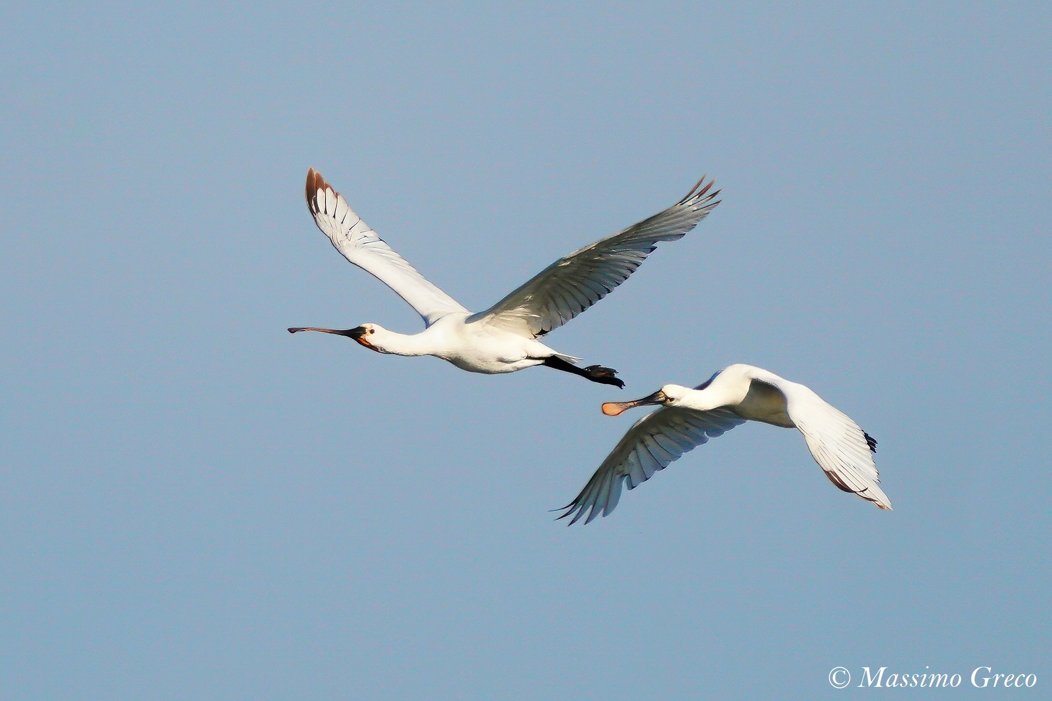 spatole bianche (platalea leucorodia)