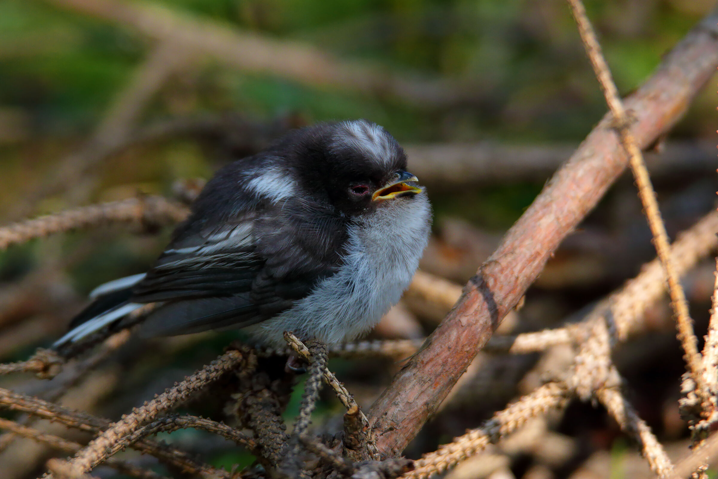 il pigolio del pullo