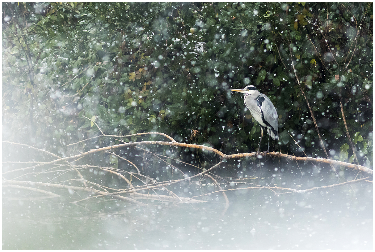 Gray heron under the snow.