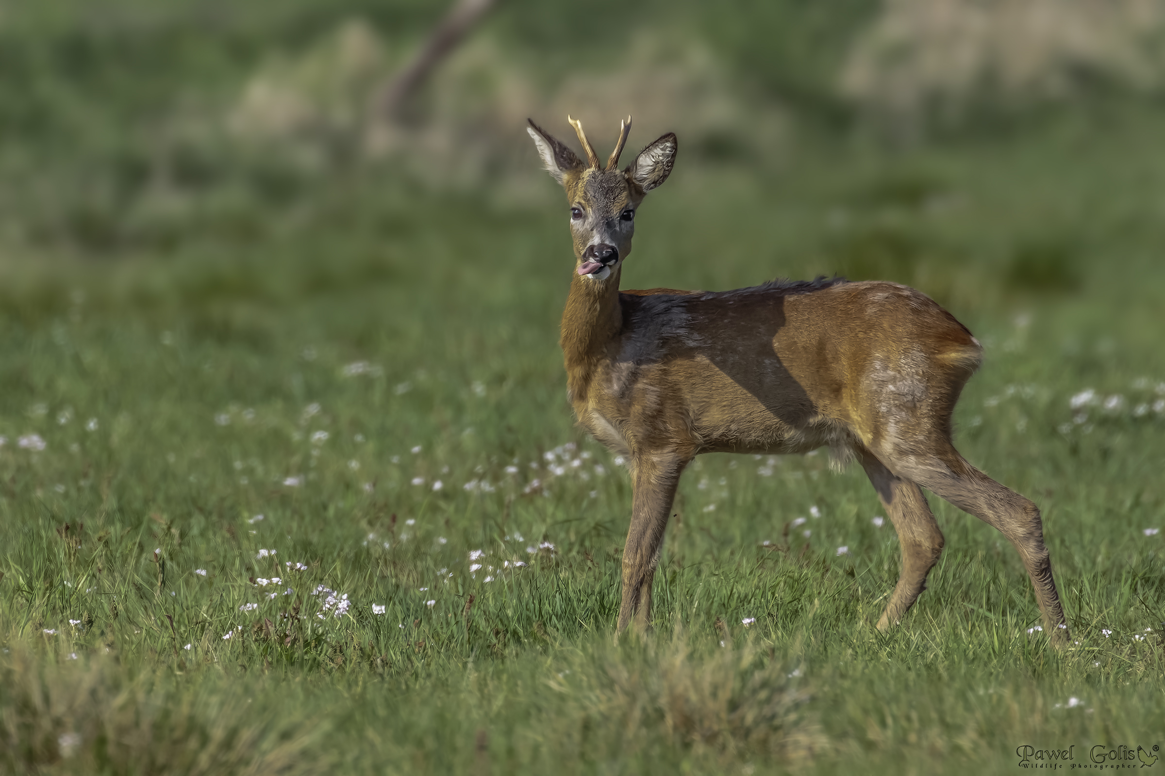 Capriolo - capra (Capreolus capreolus)