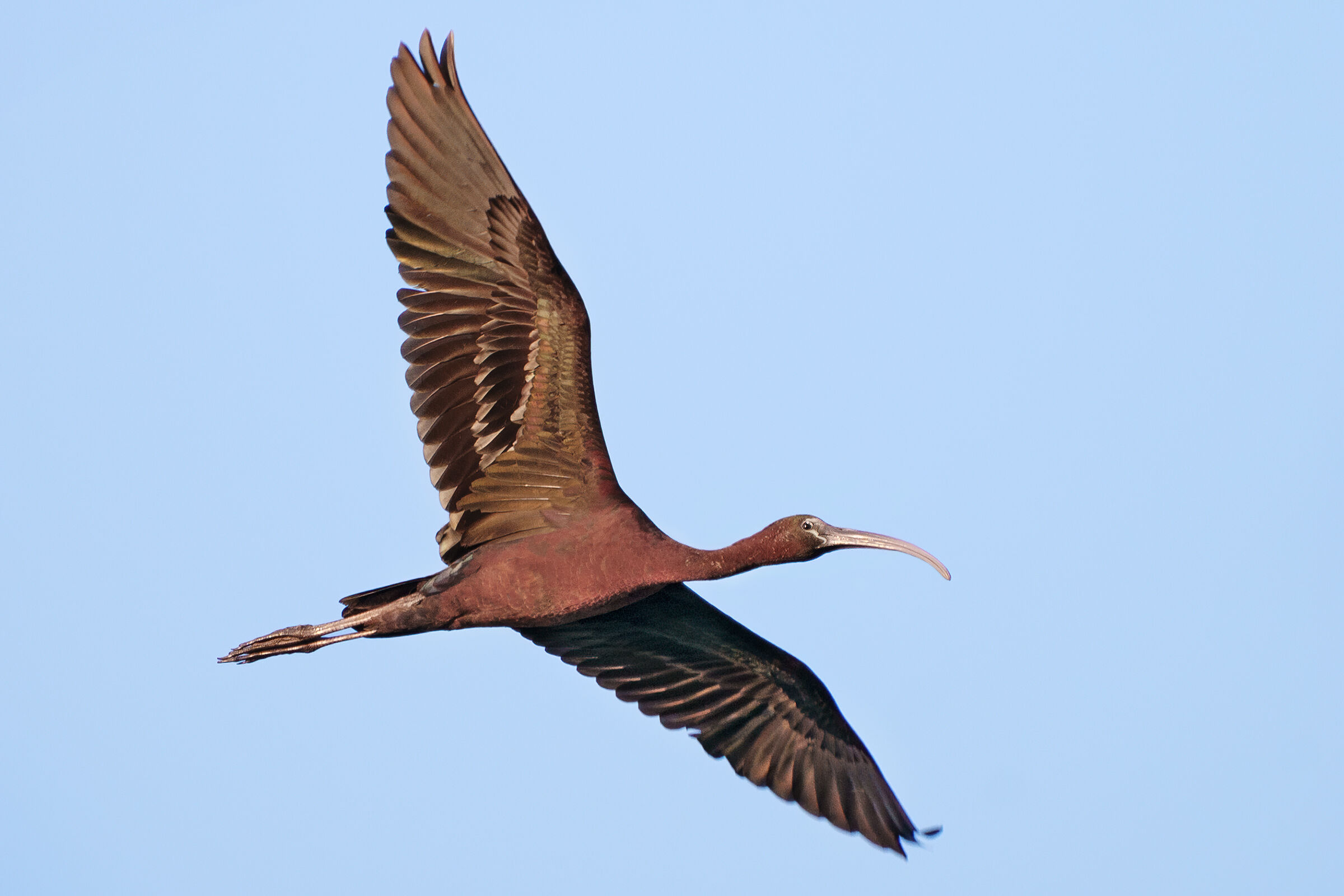 glossy ibis