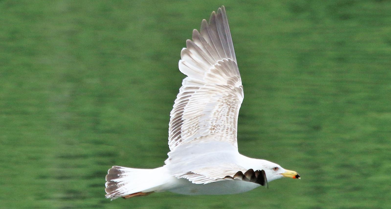 royal seagull in flight