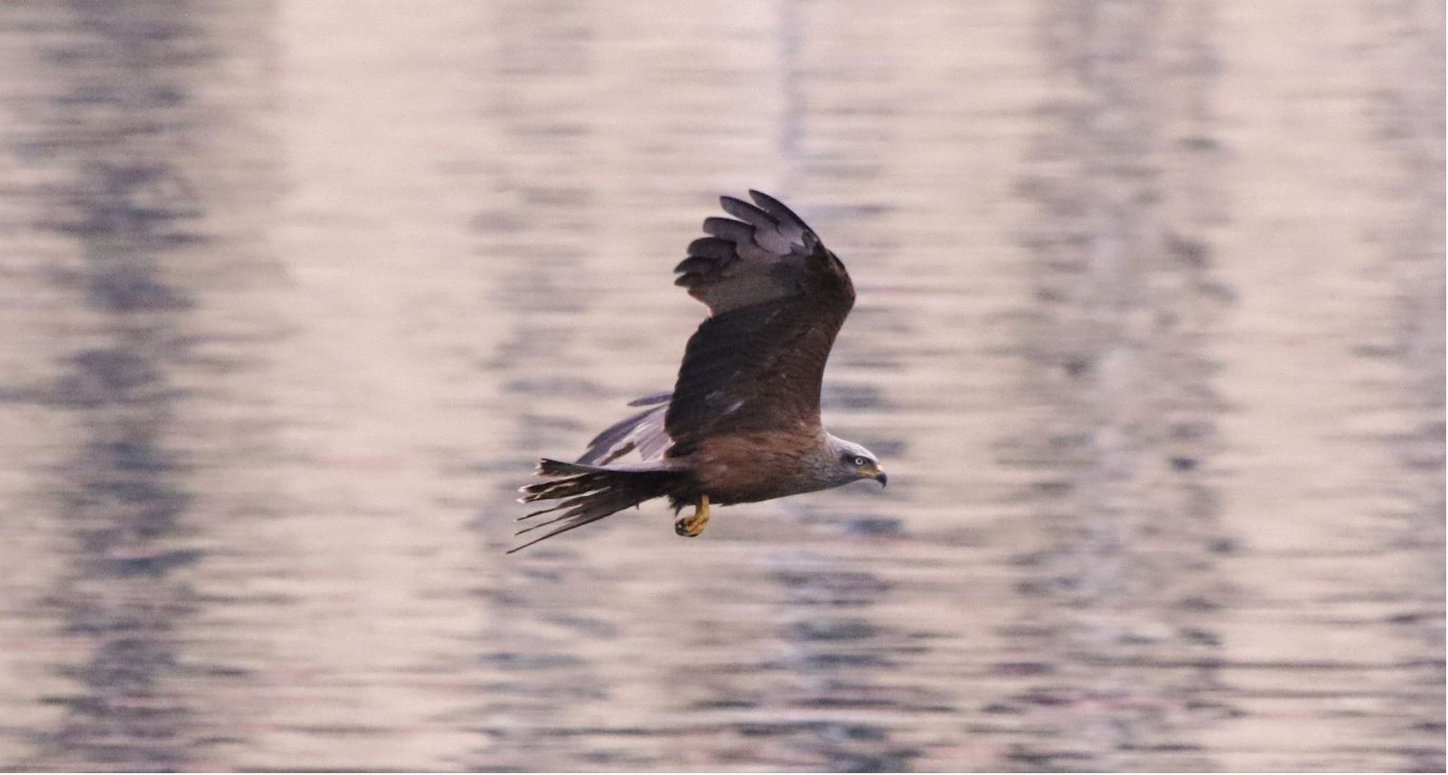 black kite