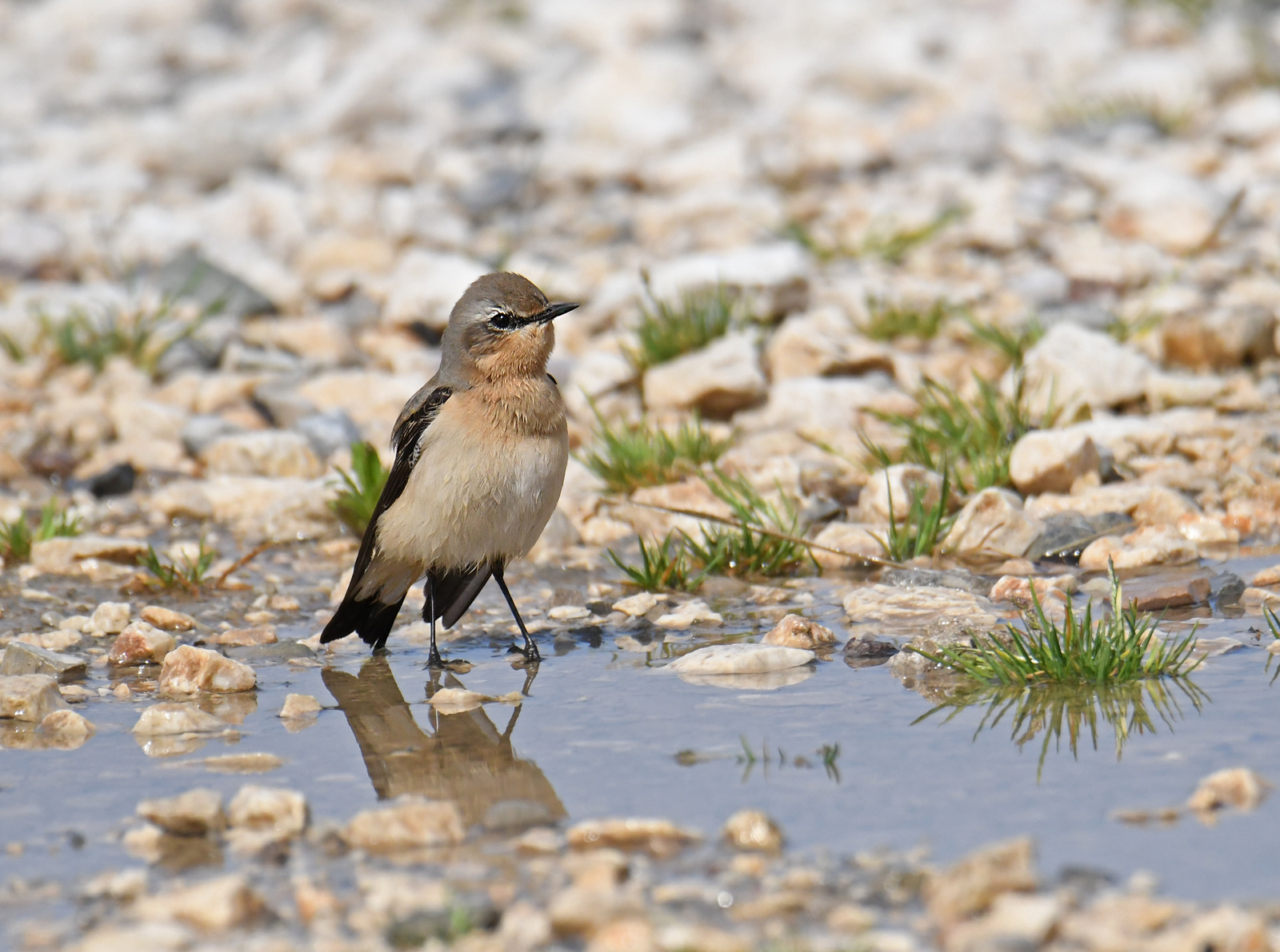 northern wheatear