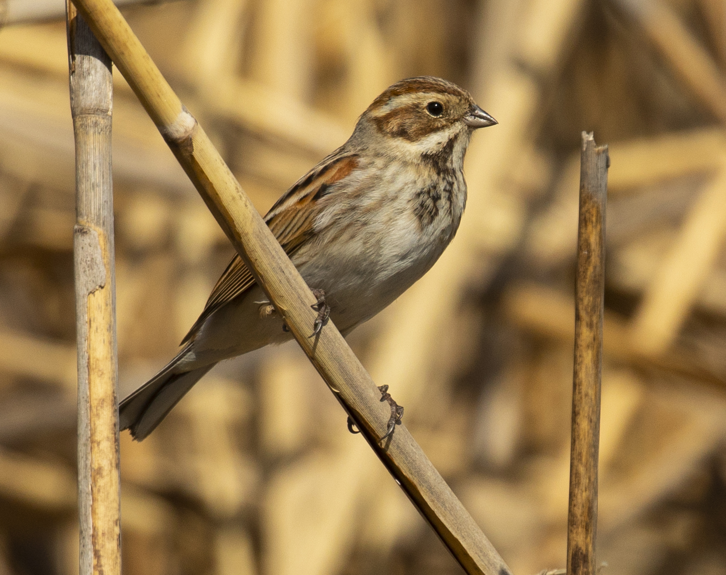 Migliarino di palude femmina