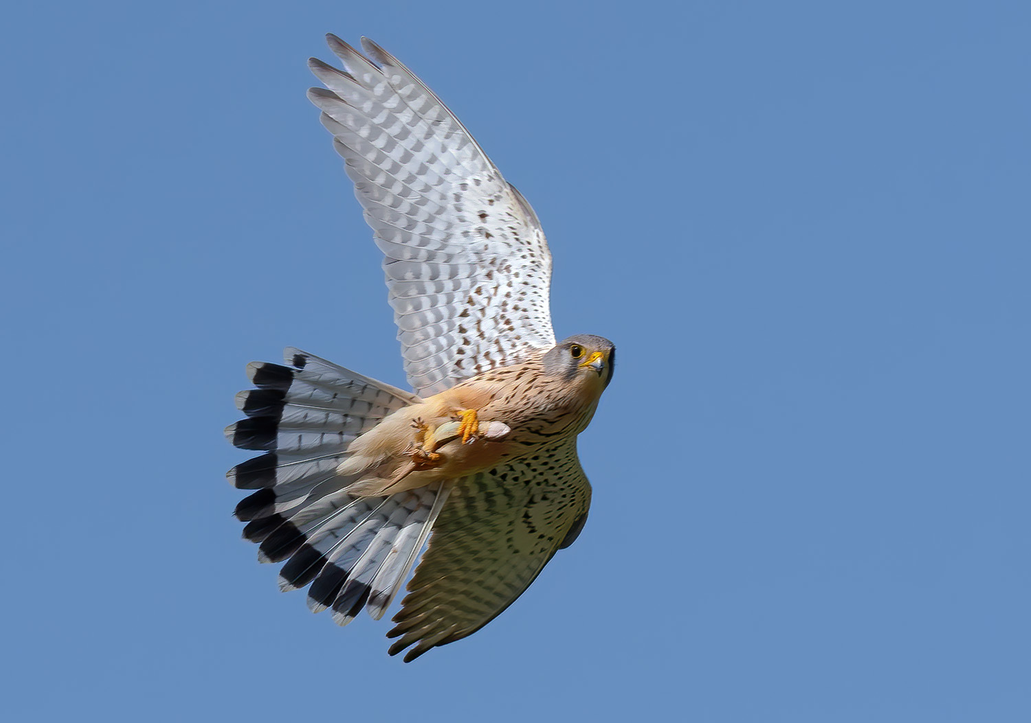 Cheetah with prey (Gecko)