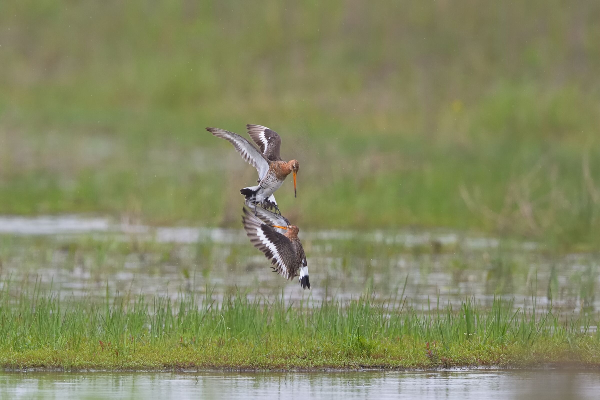 Royal Pictish (Limosa limosa)