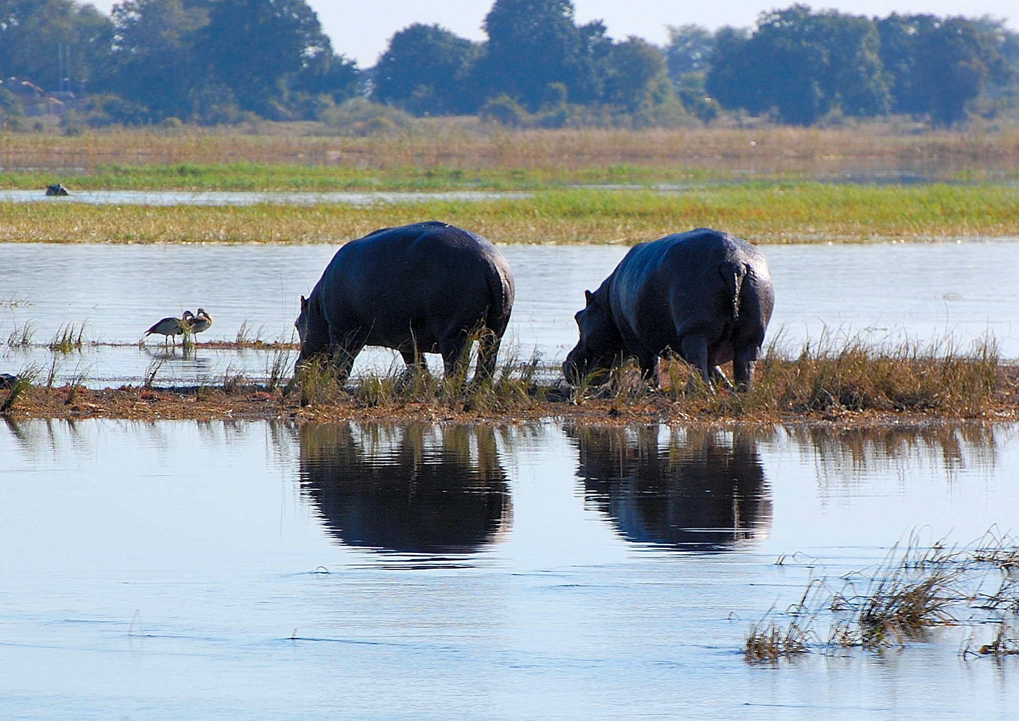 Botswana: couples for dinner