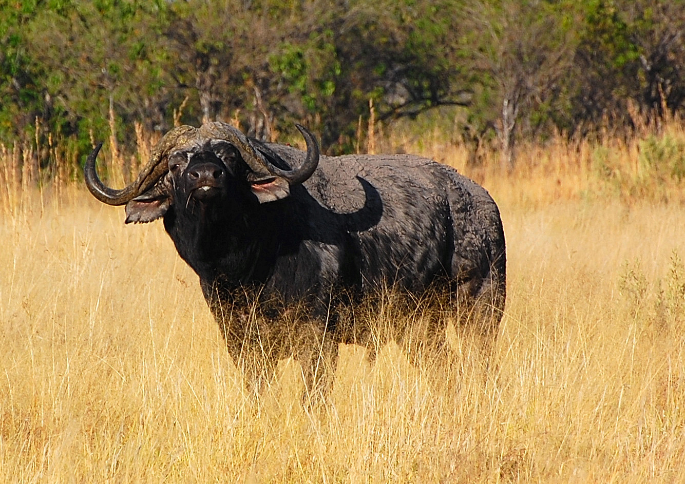 Botswana: a "Big Five" of Chobe Park