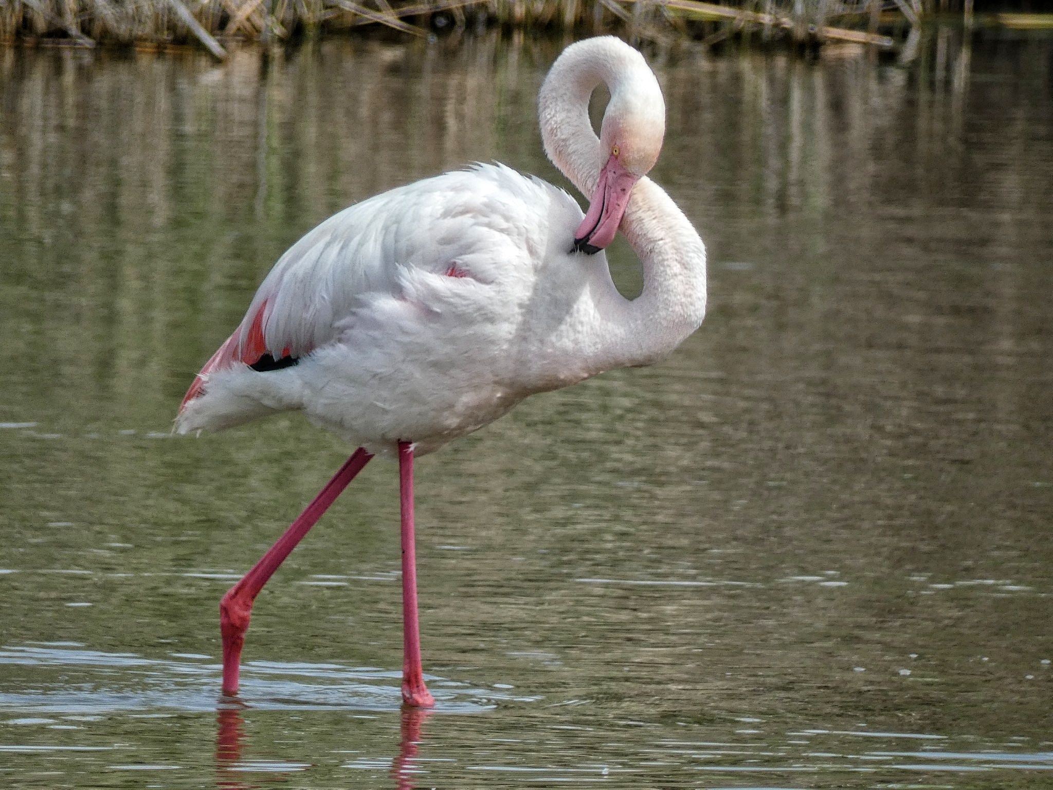 Flamingo or phenic8ro?
