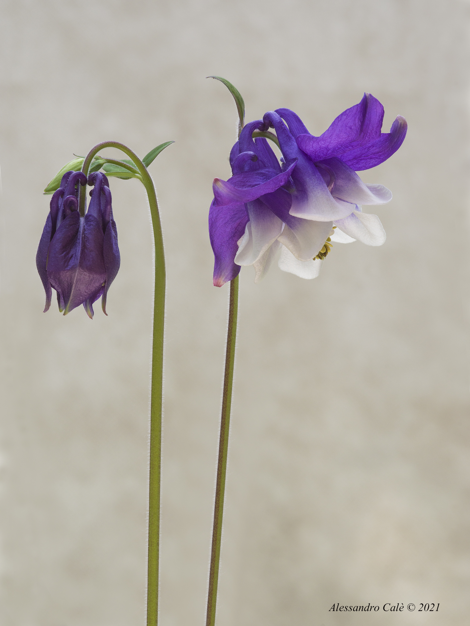 Aquilegia 0357