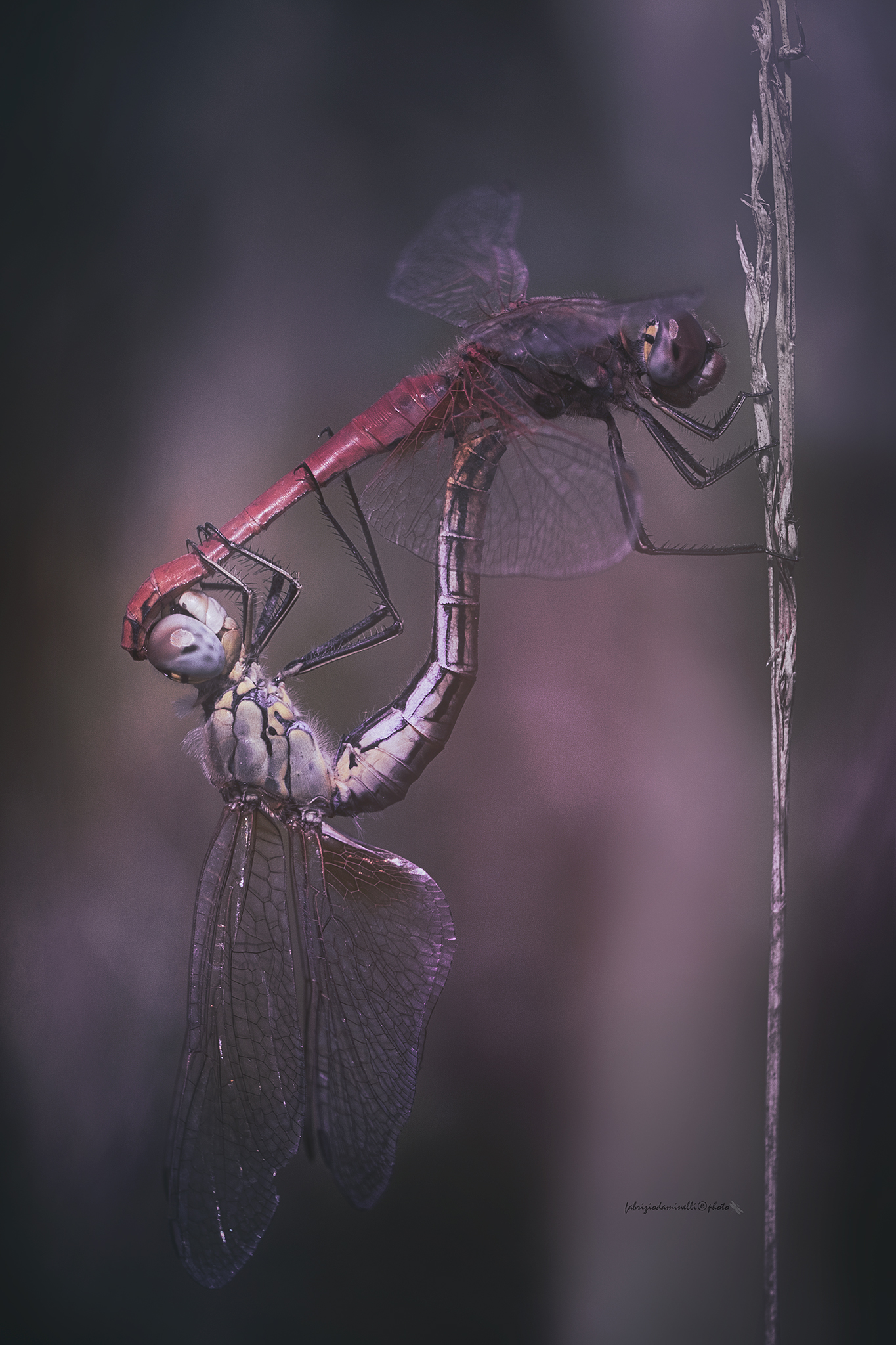 Sympetrum fonscolombii -  mating